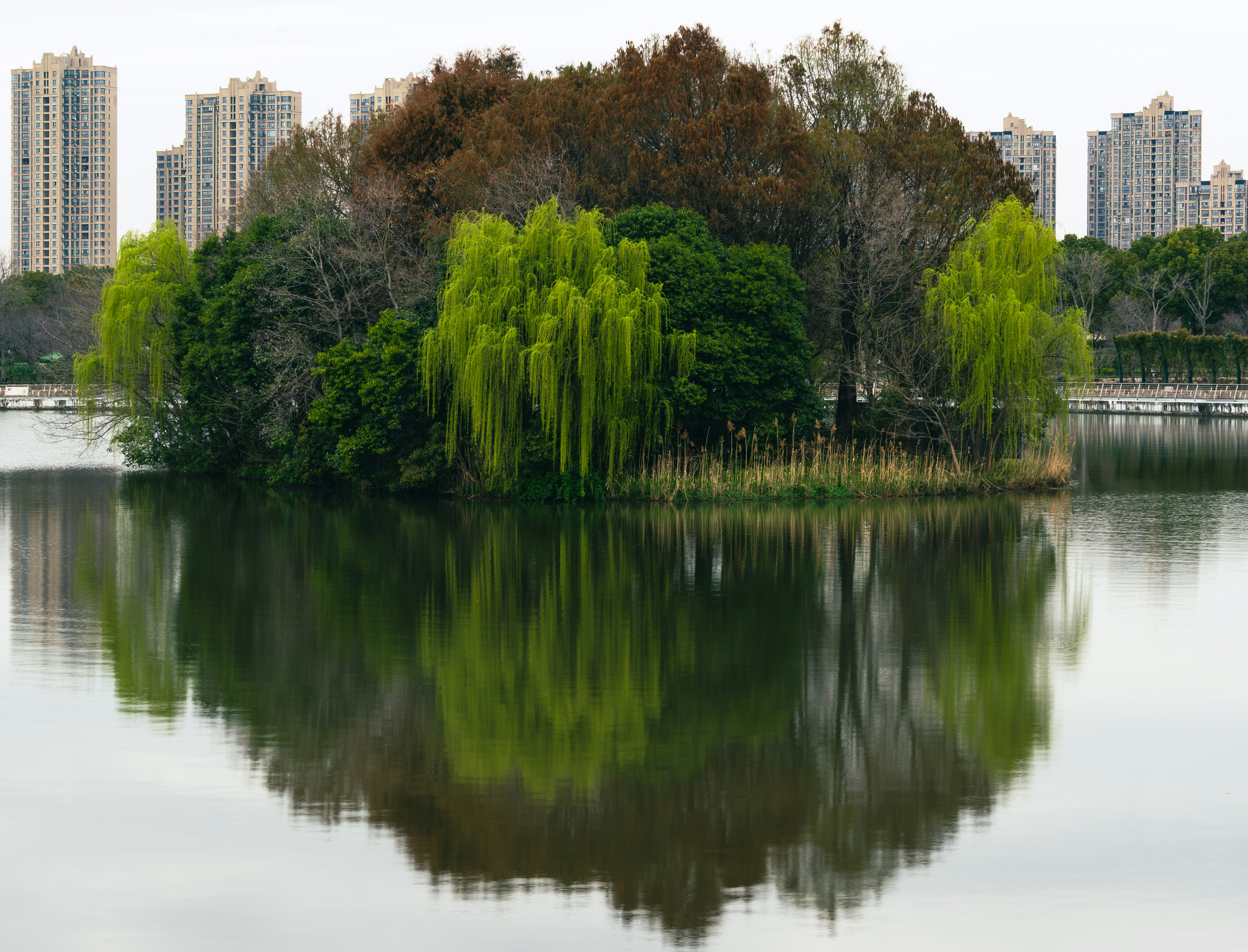Island with trees reflected in calm water