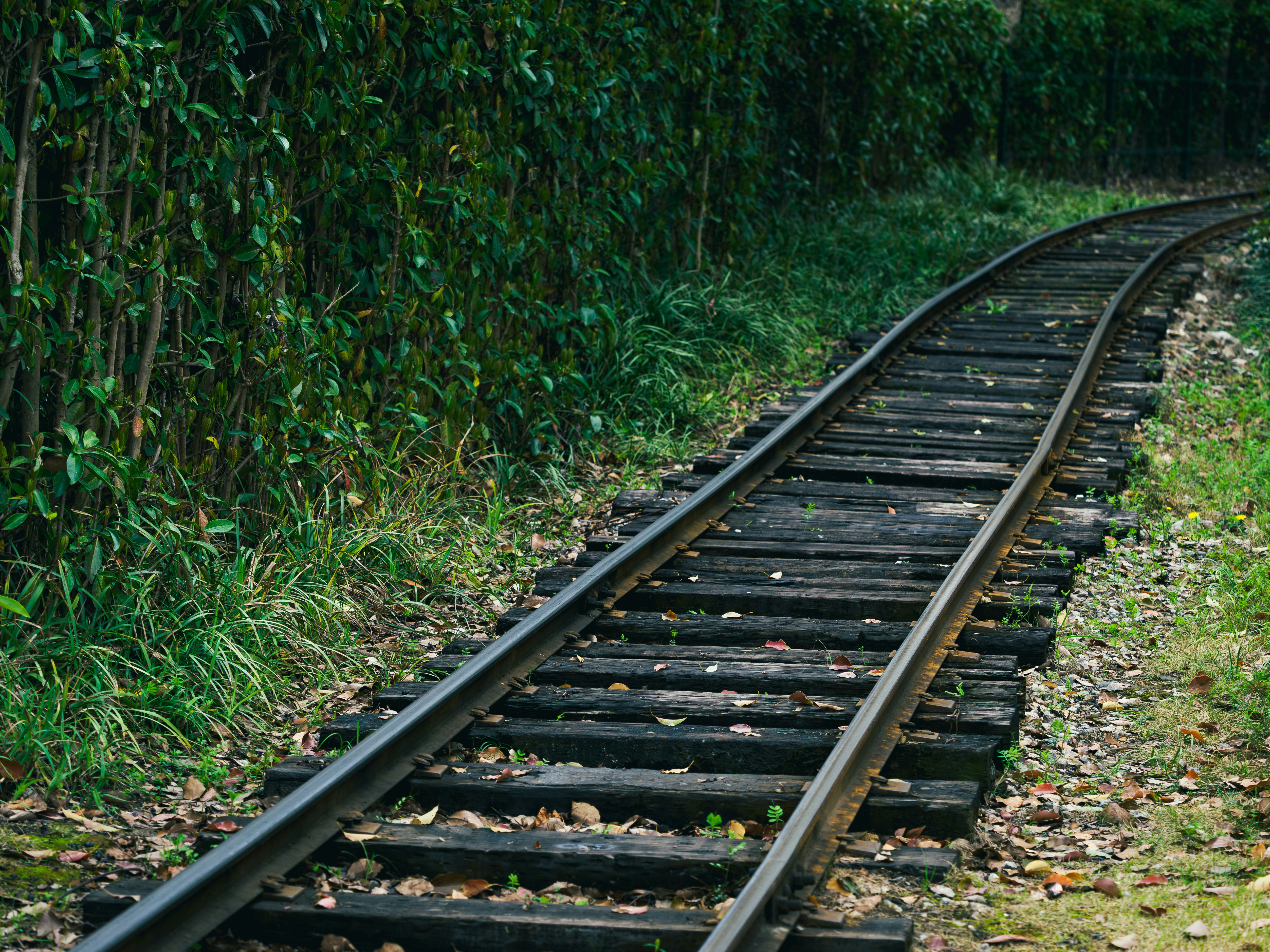 A curved railroad track through a lush green forest.