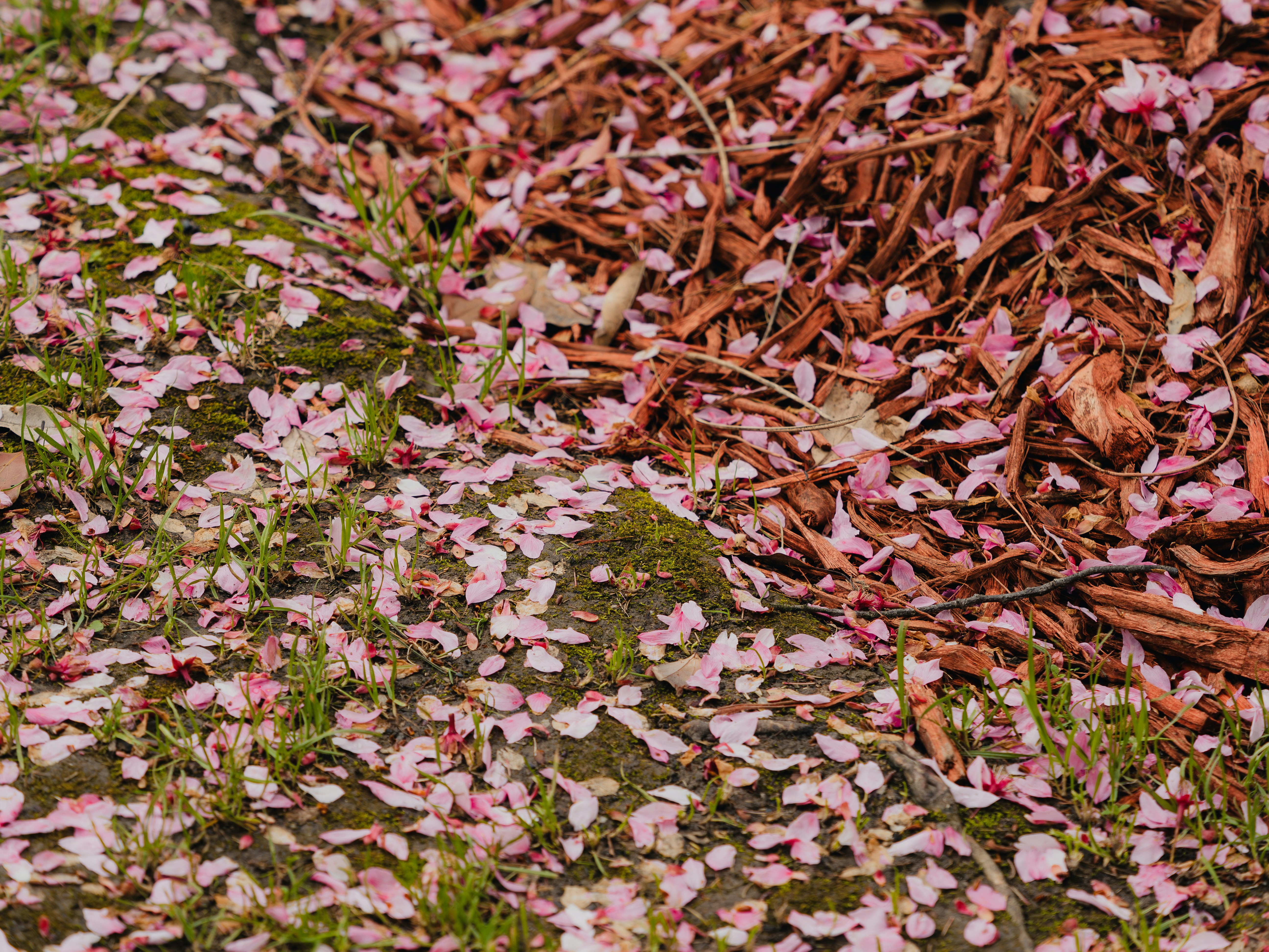 Pink petals scattered on grass and dry leaves