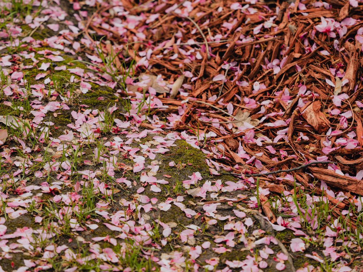 Garden Mulching India Benefits Types How To