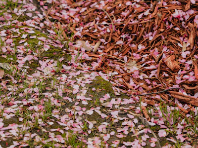 Garden Mulching India Benefits Types How To