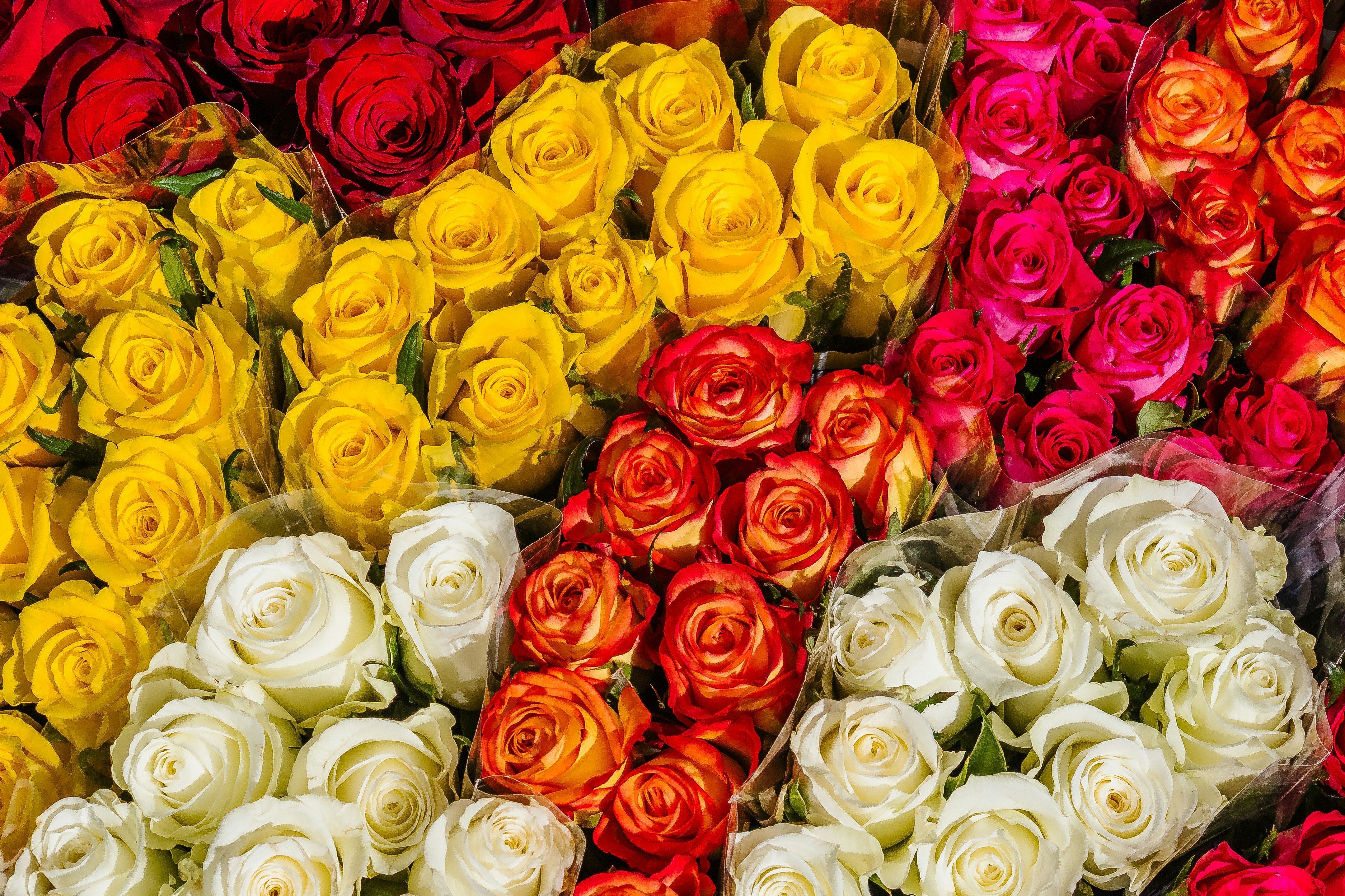 Assortimento di rose colorate in bouquet