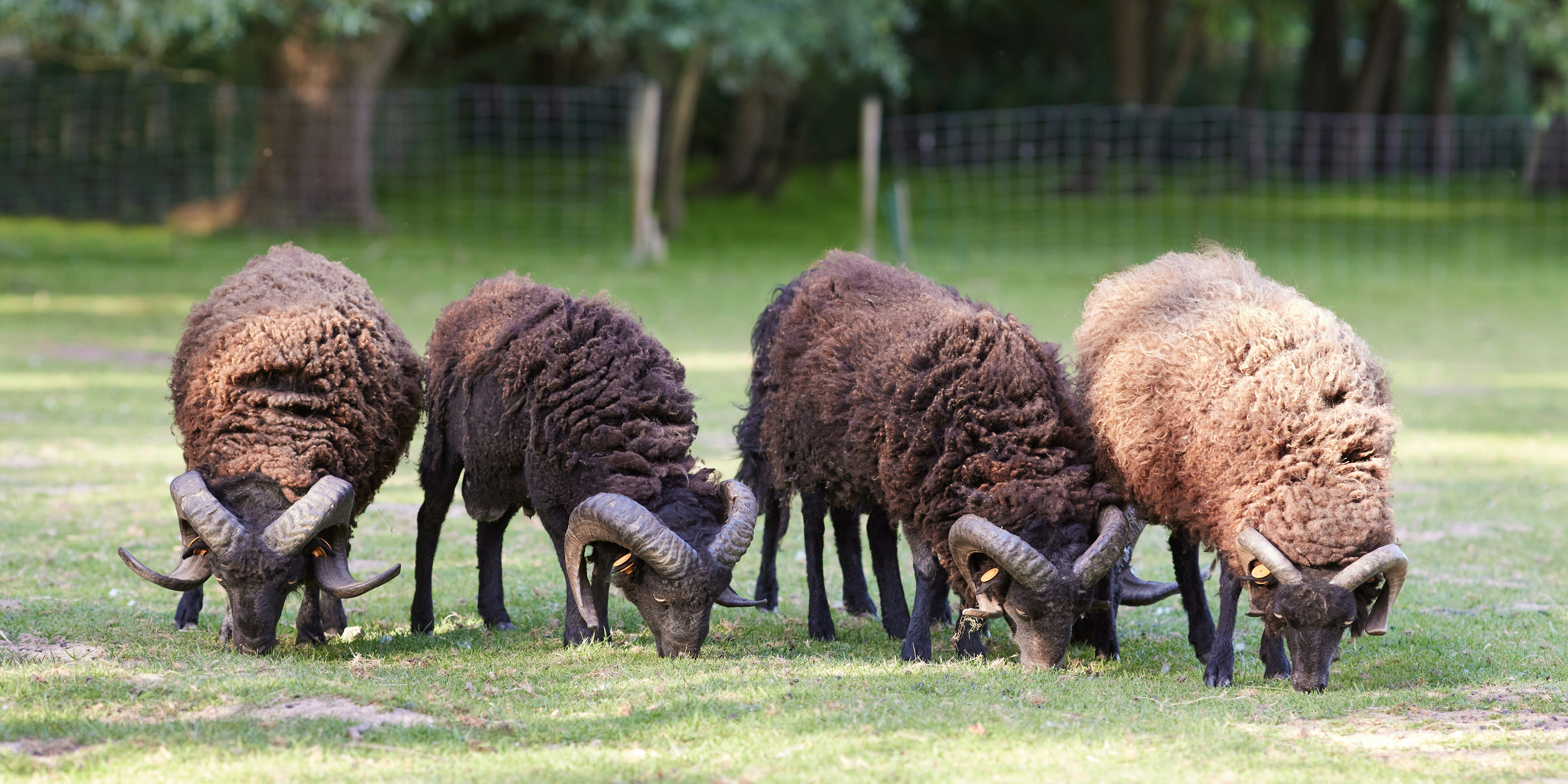 Park Rams Woerthe