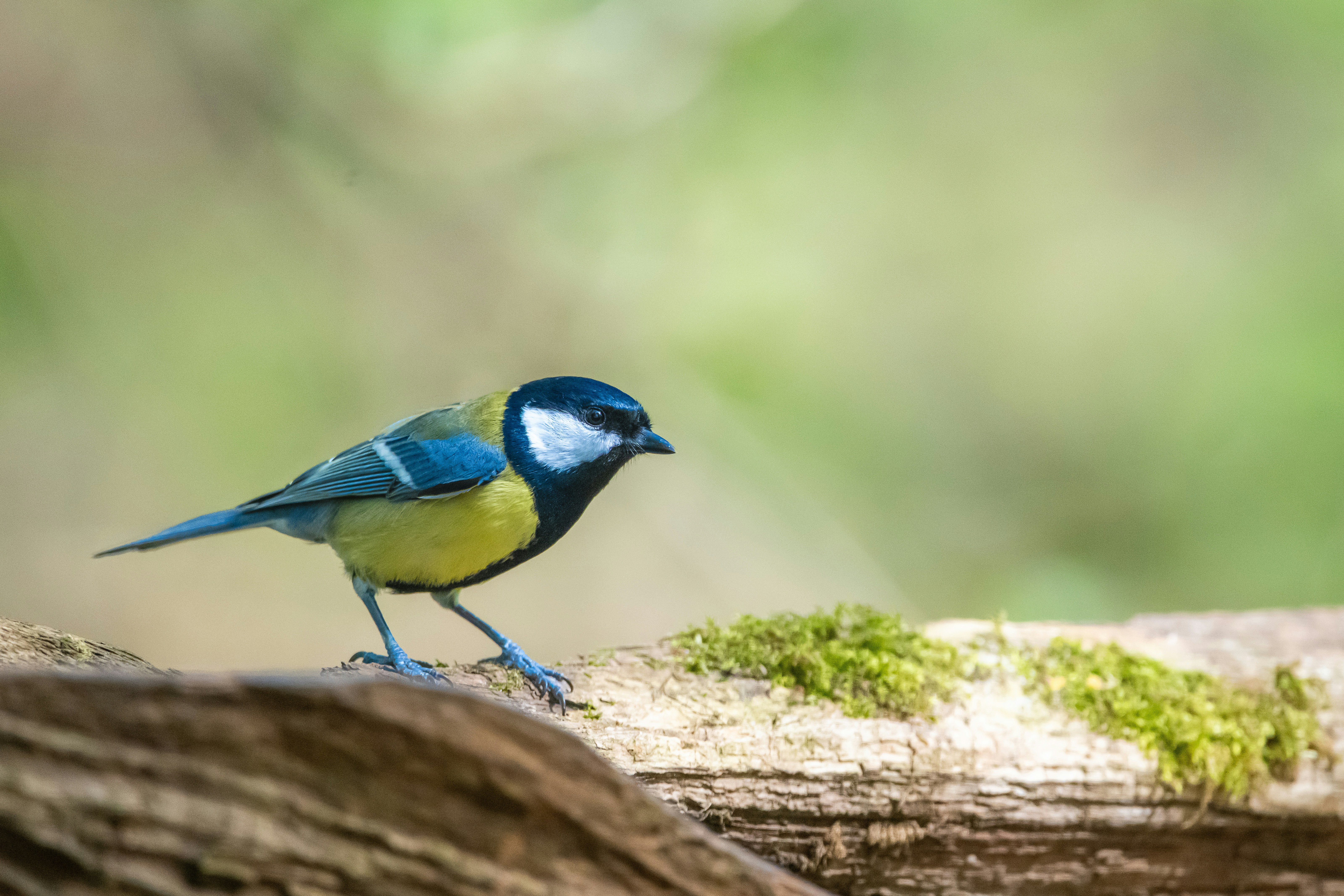 Eine Kohlmeisenmeise, die auf einem moosigen Ast saß.