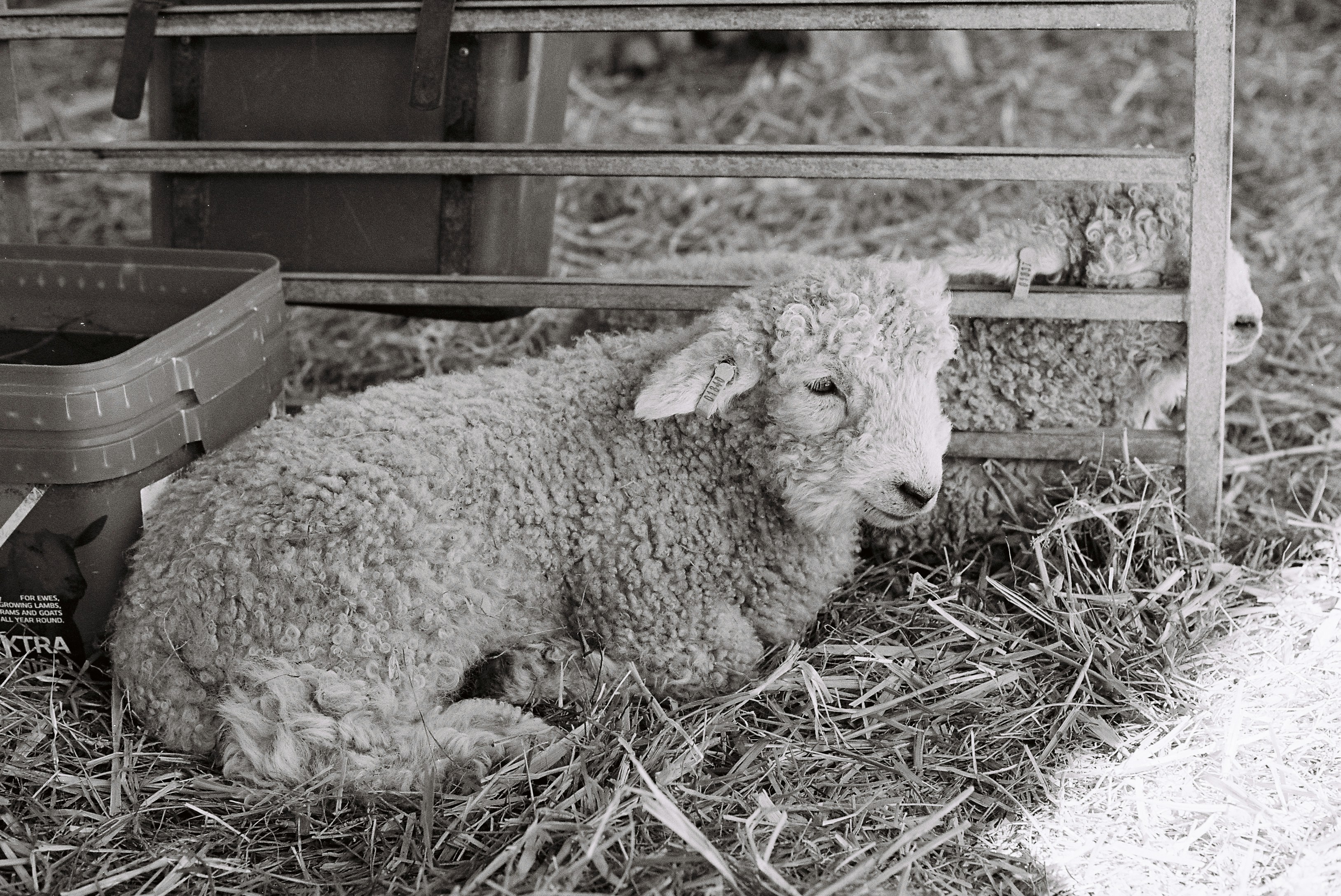 어린 양 한 마리가 울타리 근처 건초 위에 쉬고 있습니다.