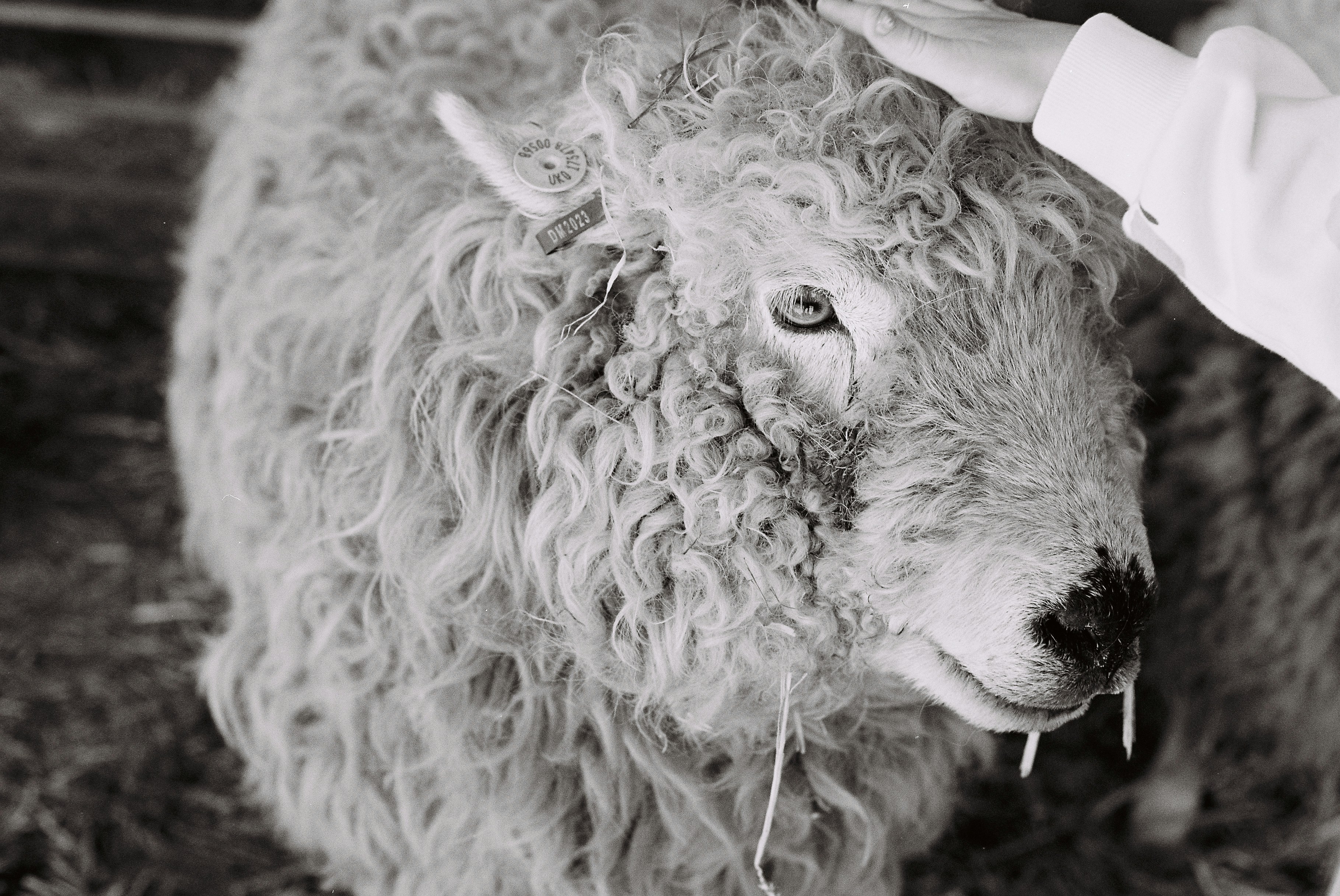 머리를 쓰다듬는 손을 가진 푹신한 양