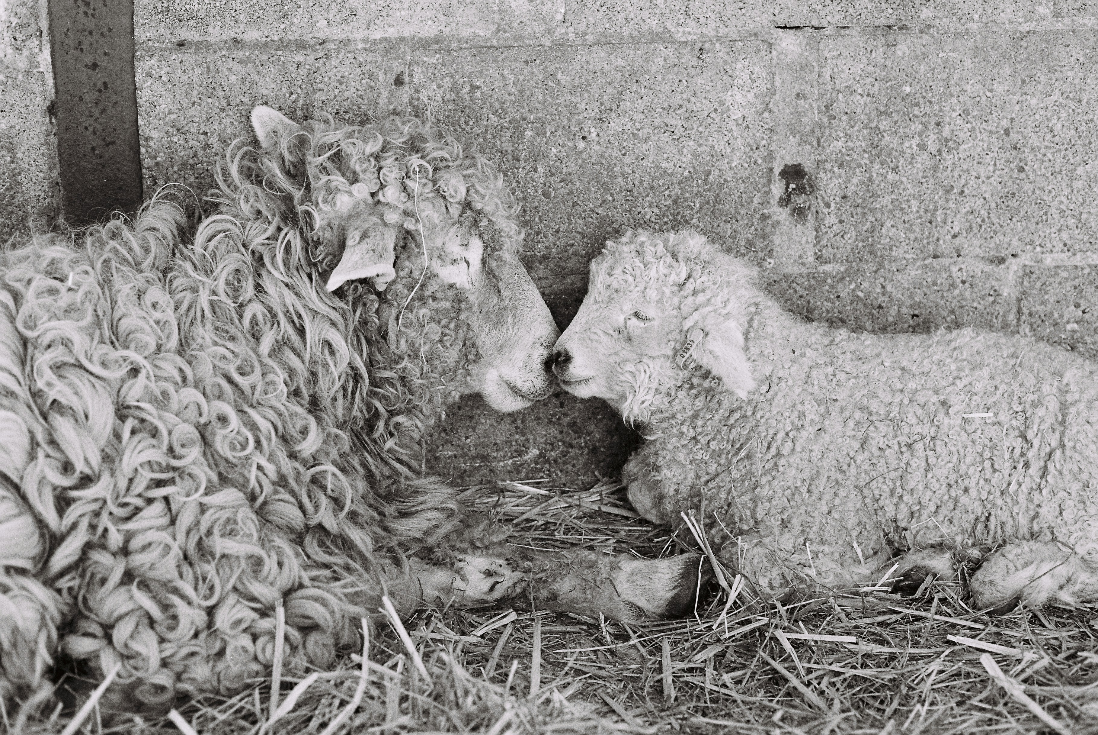 양과 어린 양이 함께 쉬고 있다