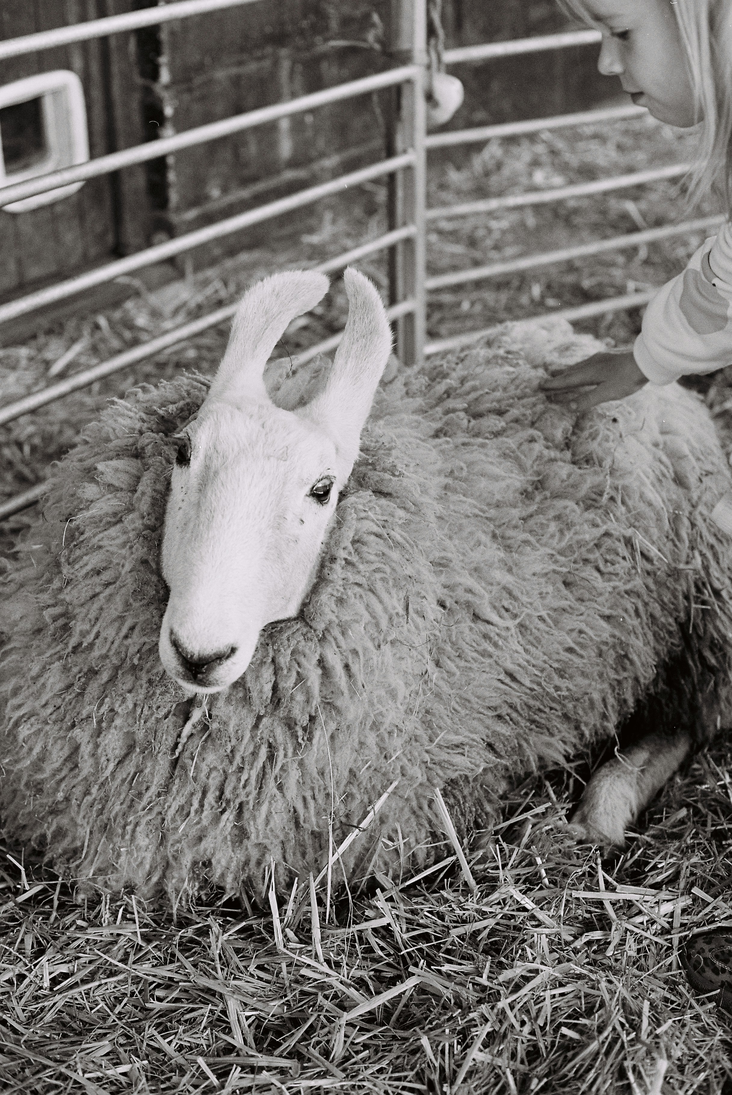 아이가 짚 위에 누워 있는 양을 쓰다듬고 있다