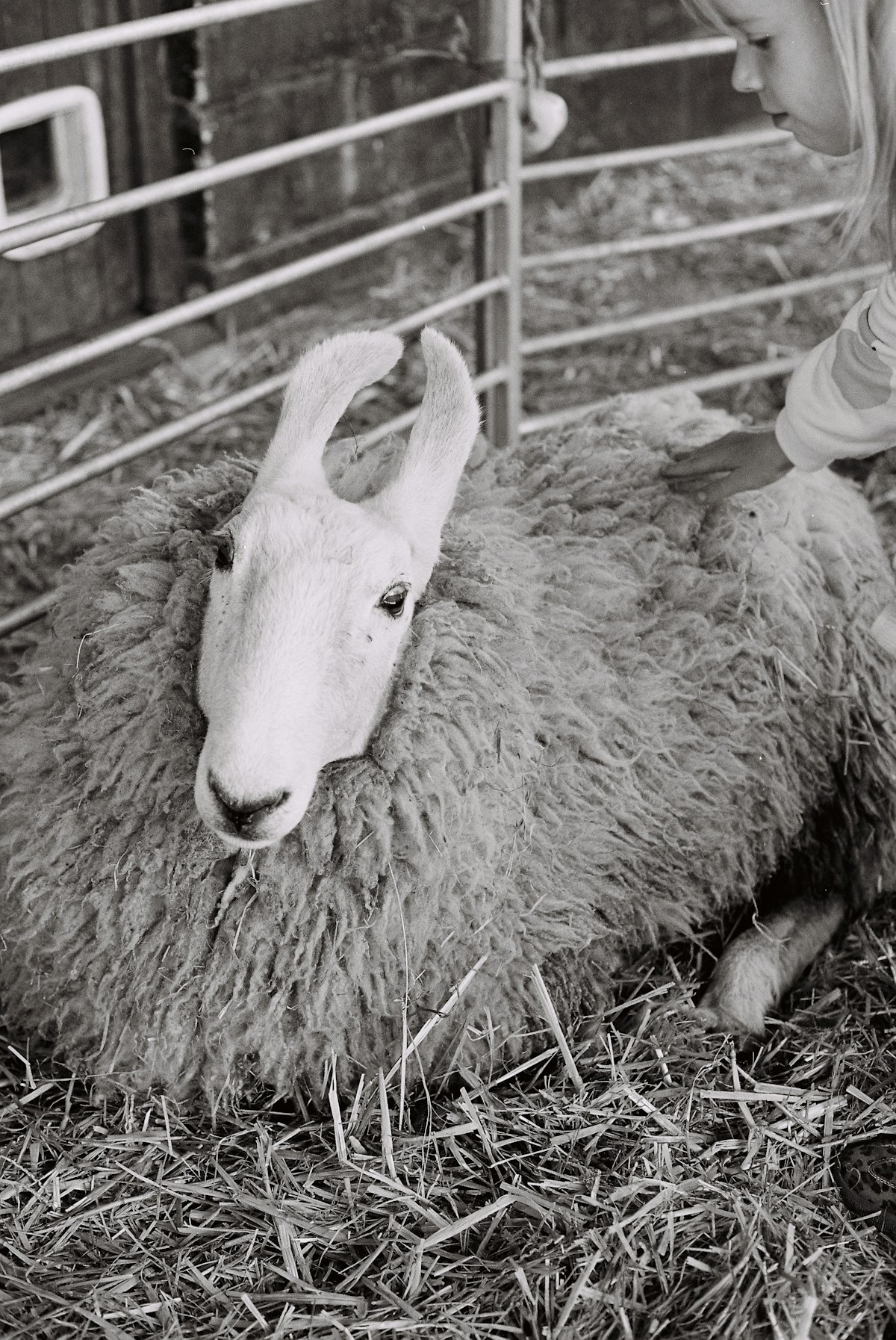 Kinderboerderij Boerenvreugd