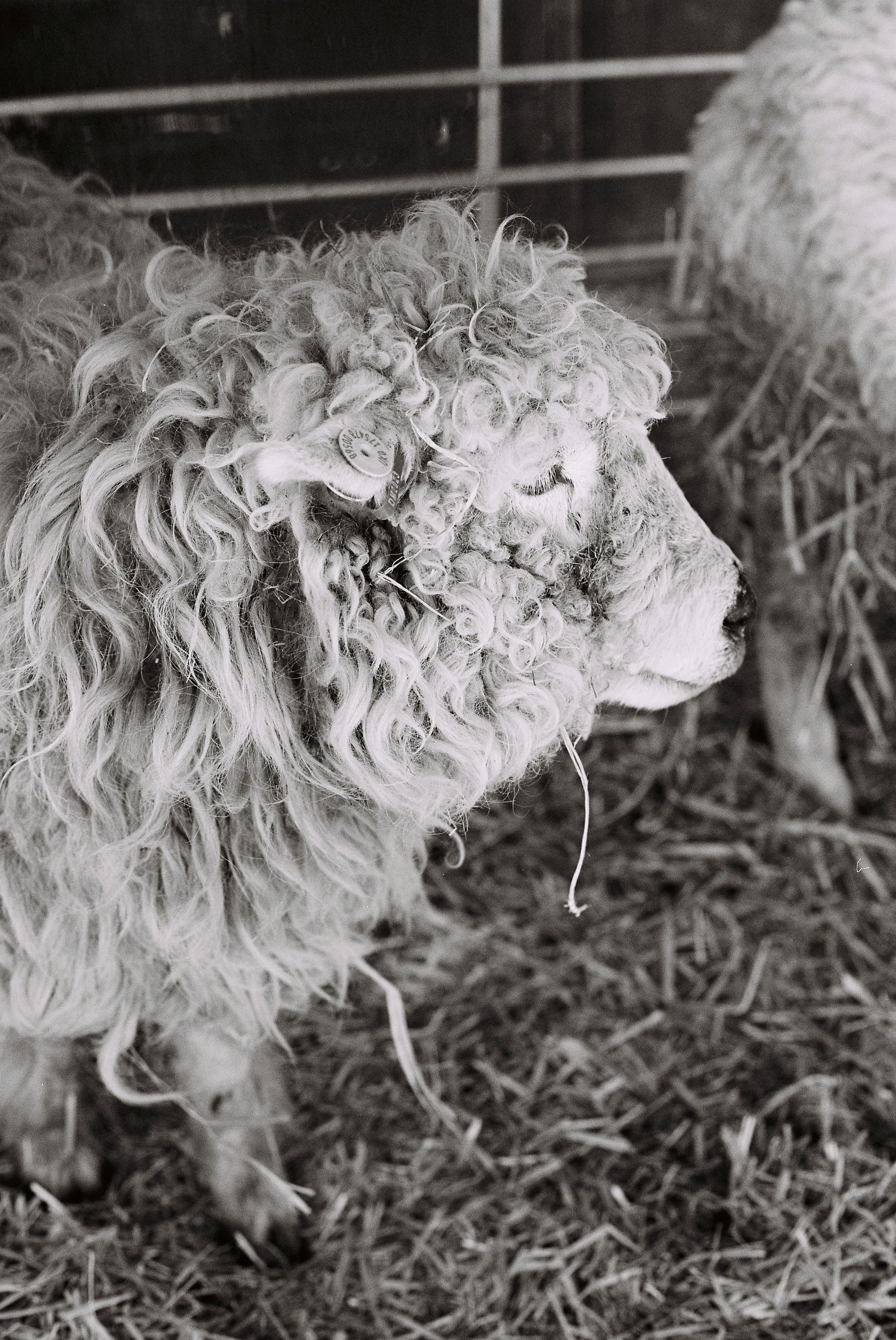 곱슬곱슬한 양털을 가진 양이 짚 위에 서 있다.