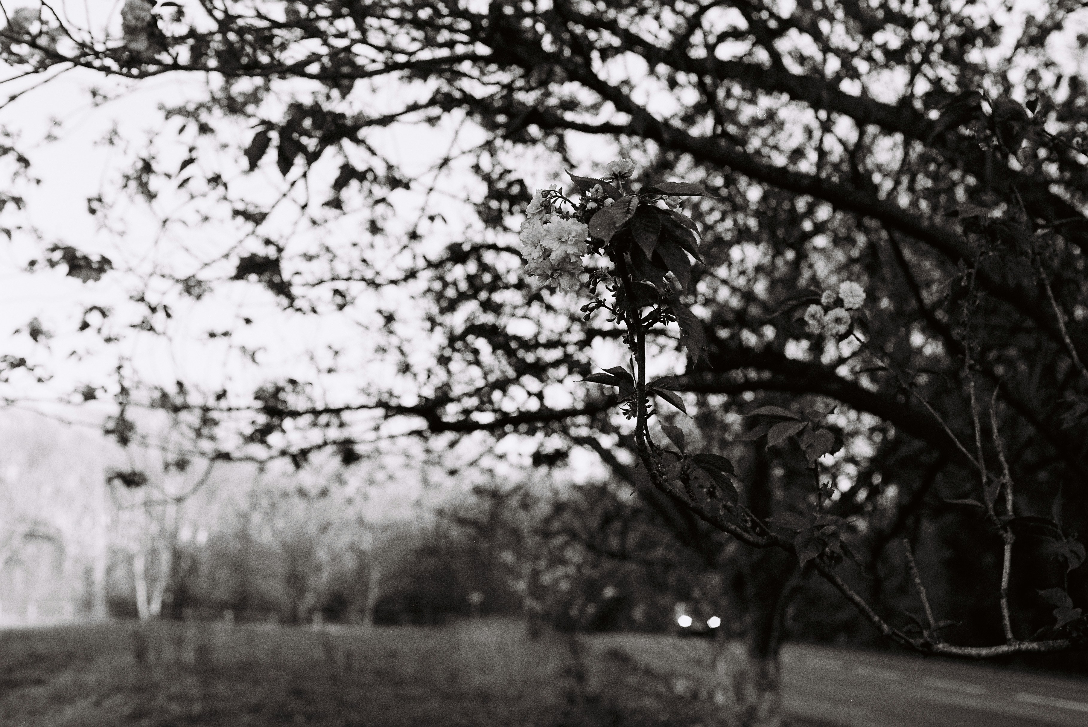 흐릿한 하늘을 배경으로 벌거벗은 나뭇가지