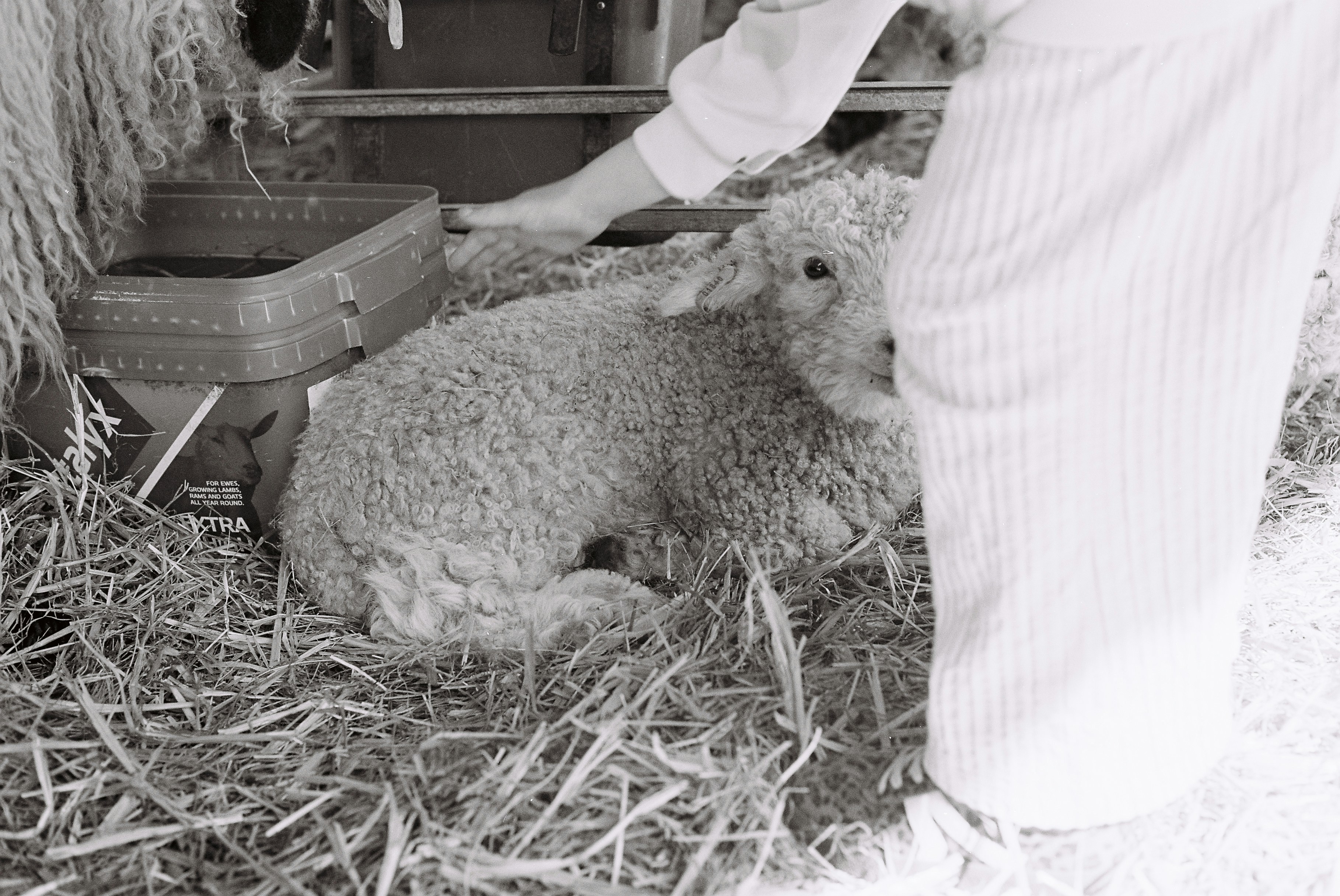누군가가 짚 위에 누워 있는 양을 쓰다듬고 있습니다.