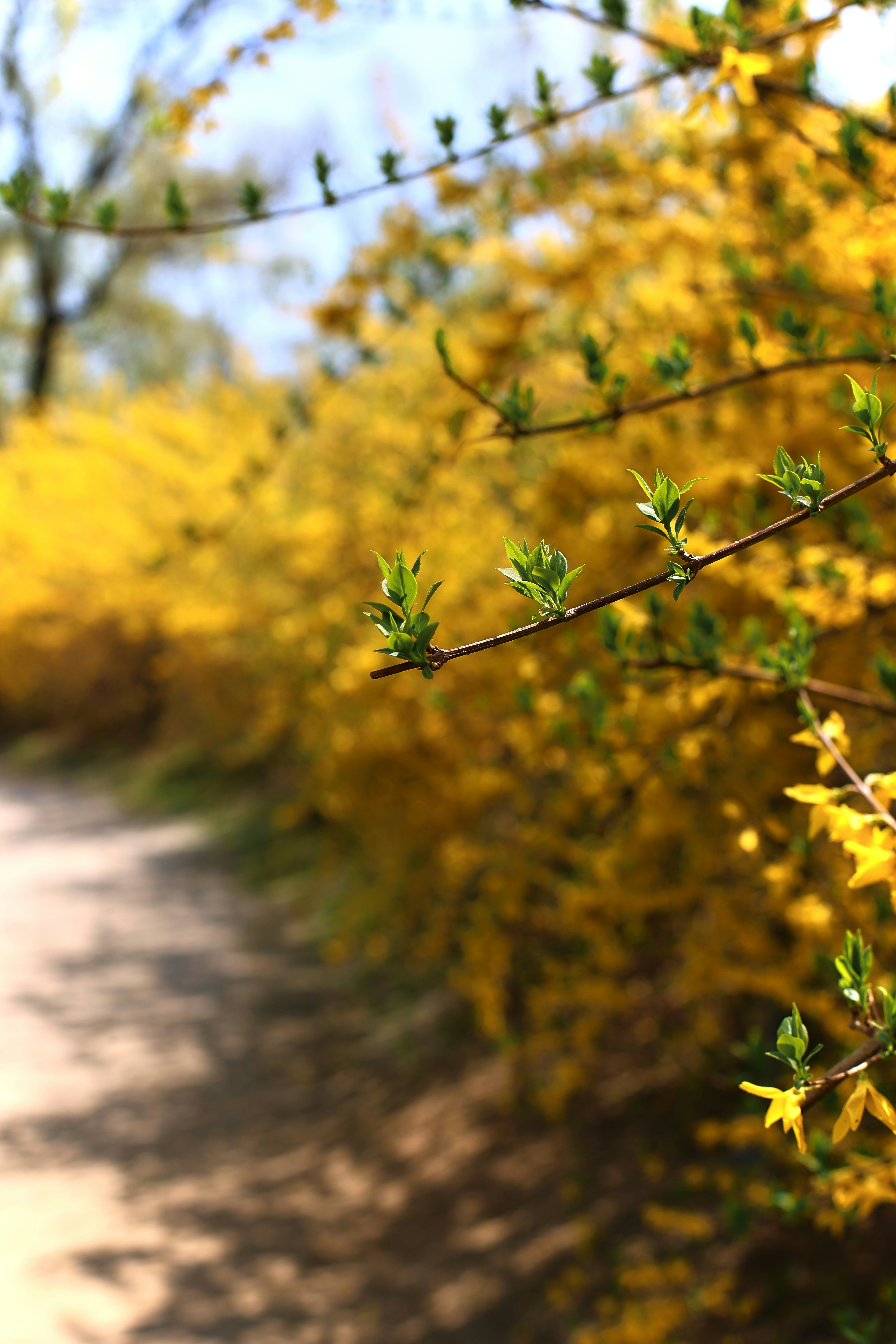 Yellow flowering bushes line a dirt path in spring.