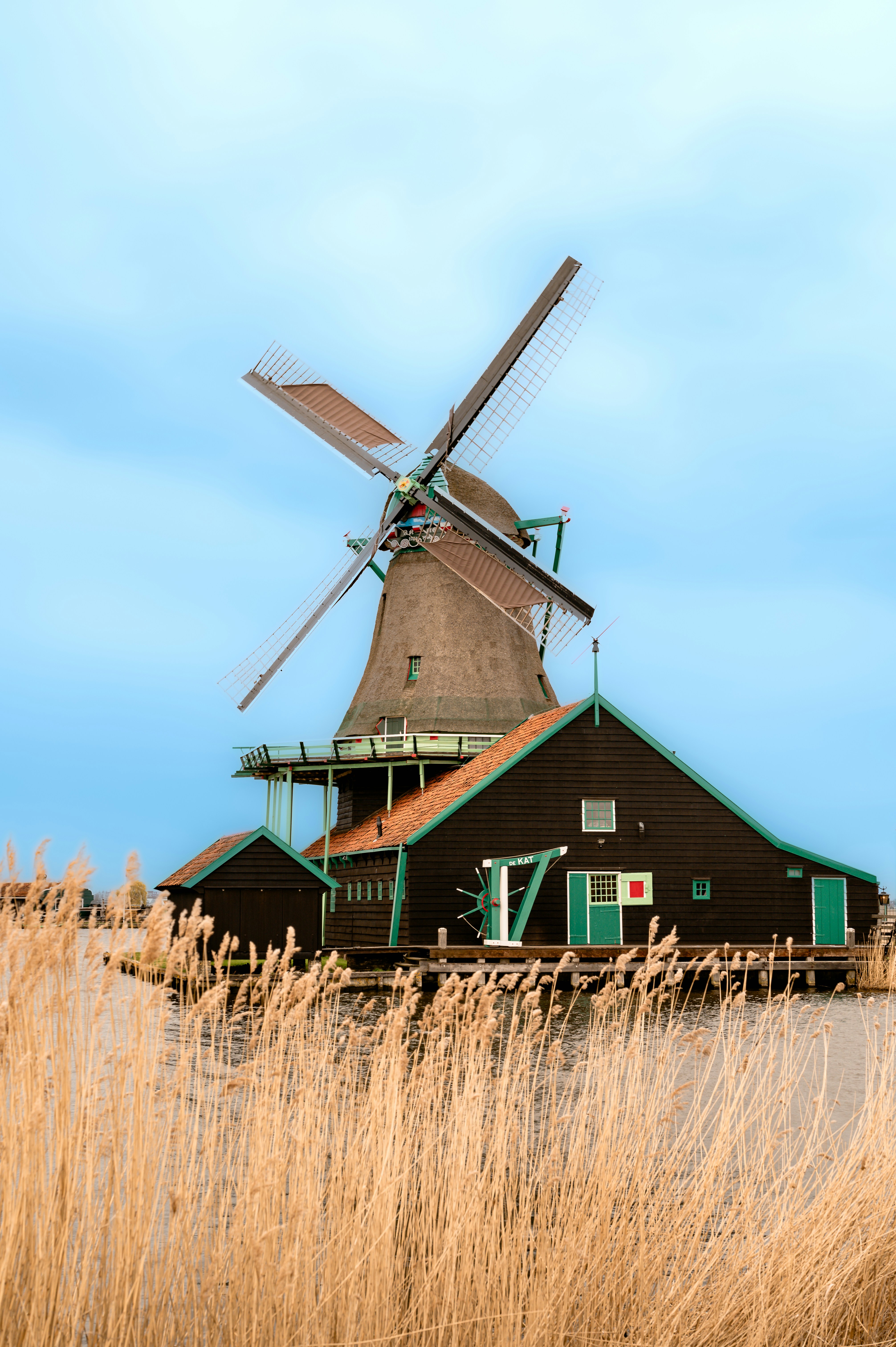 A dutch windmill stands by a canal with tall reeds