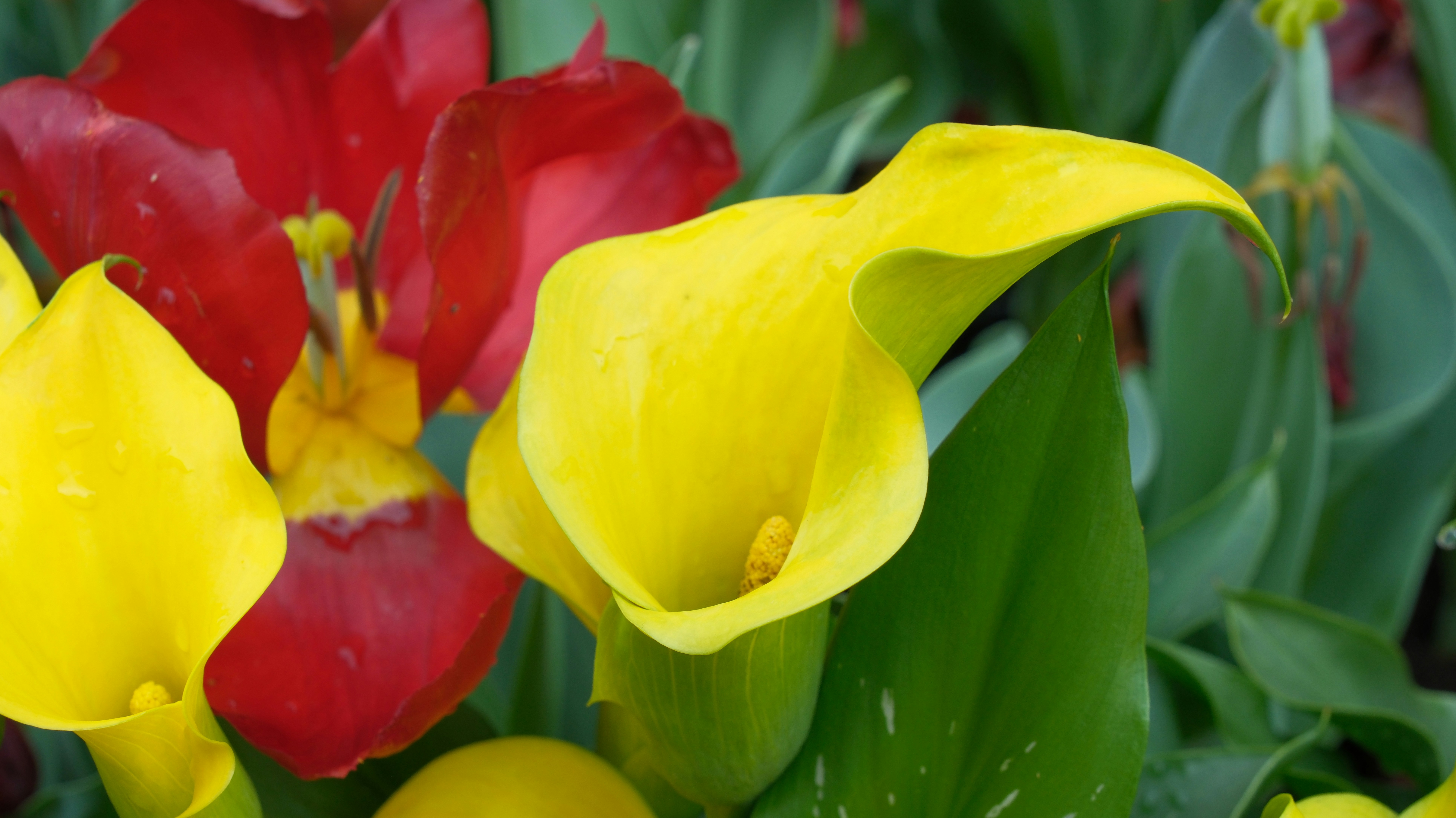 Yellow and red calla lilies with green leaves - Free Photo on Unsplash