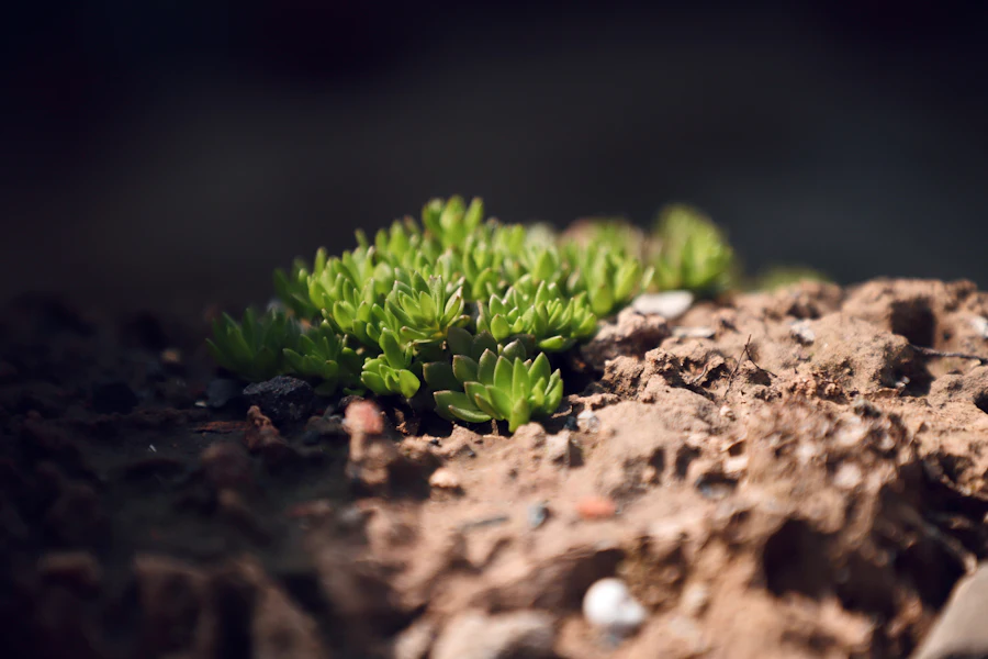 Gravel bed planted with low growing succulents
