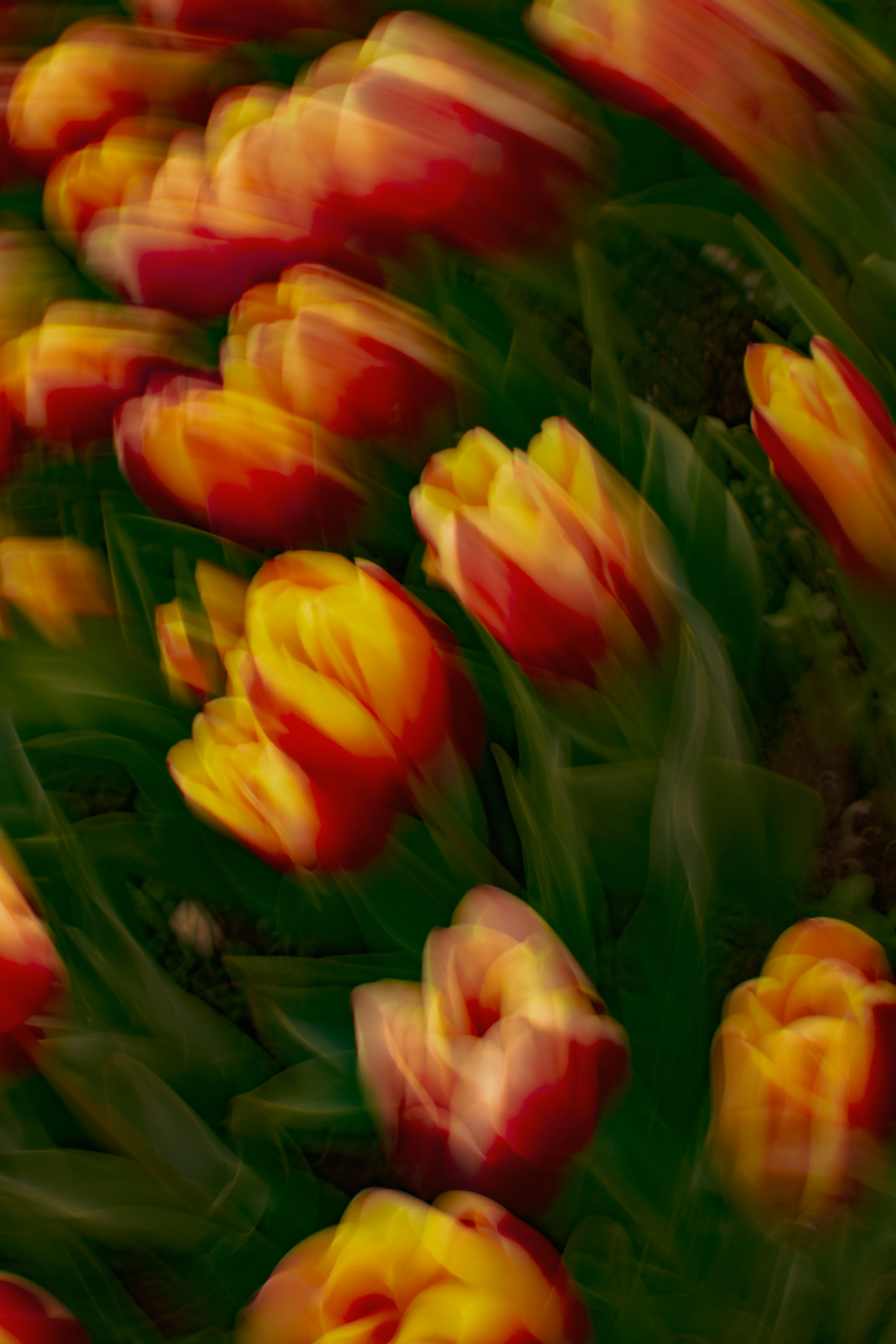 Tulipas vermelhas e amarelas em um campo