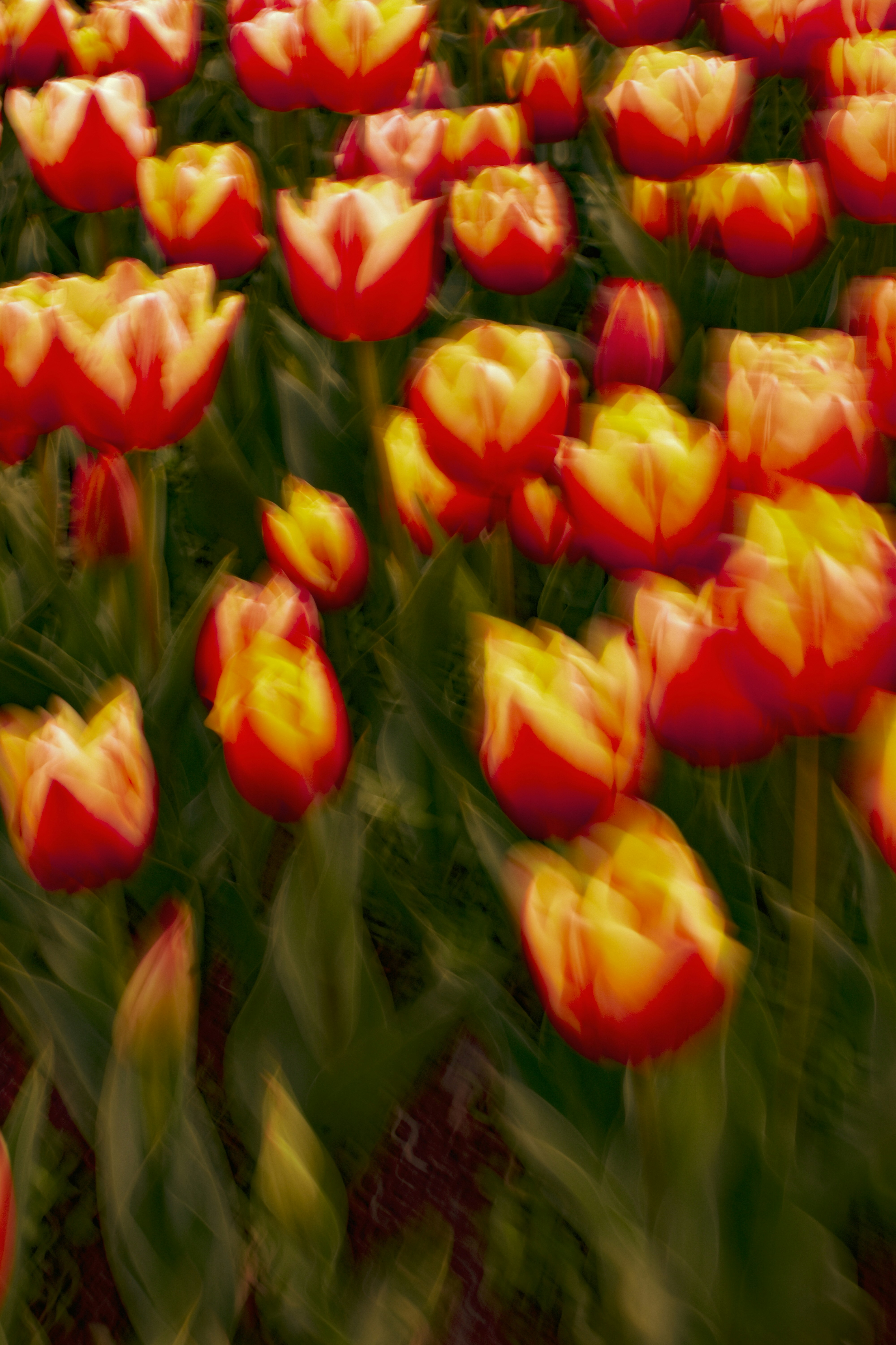 Tulipas vermelhas e amarelas em um campo
