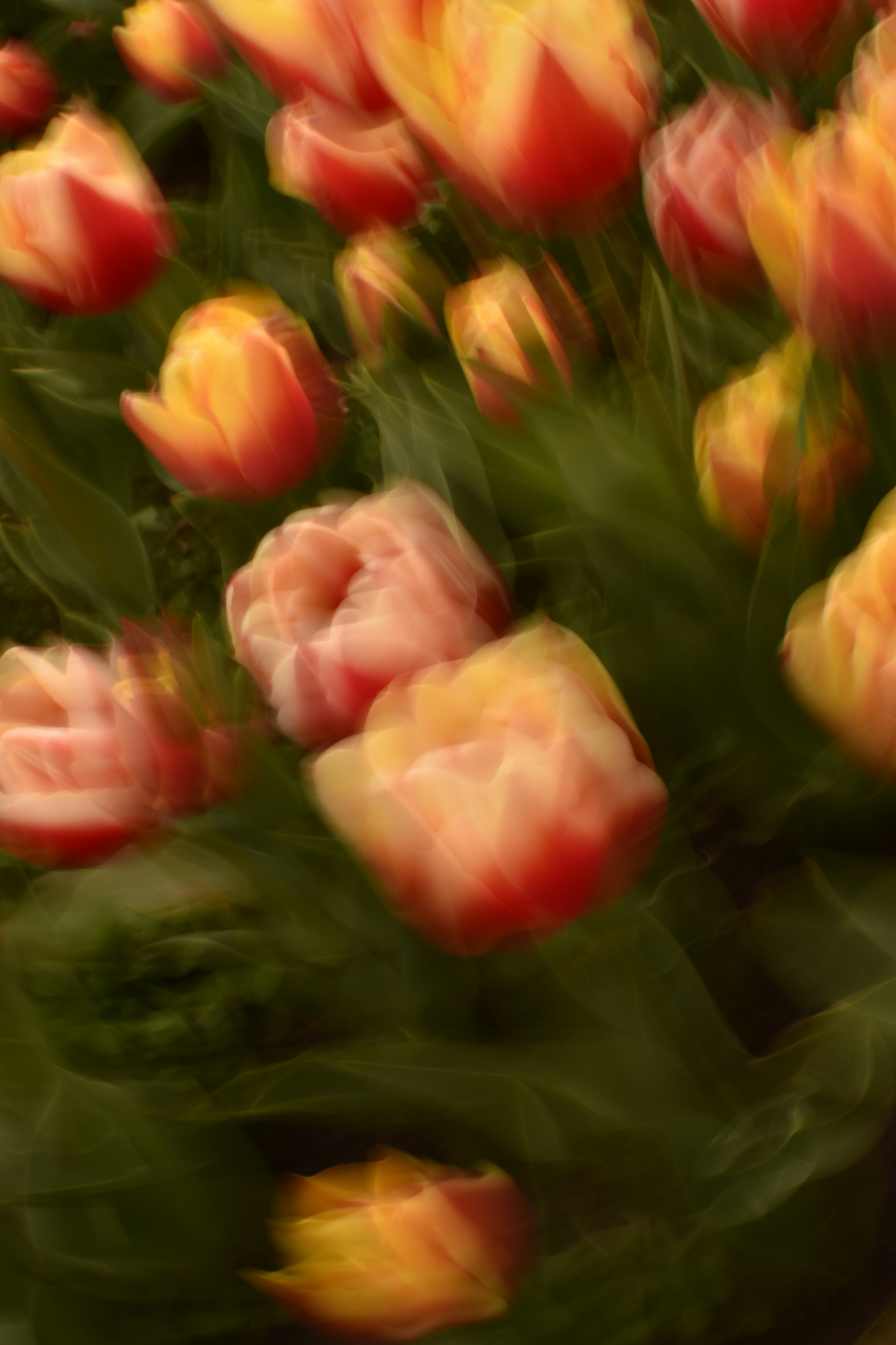 Tulipas borradas em um jardim