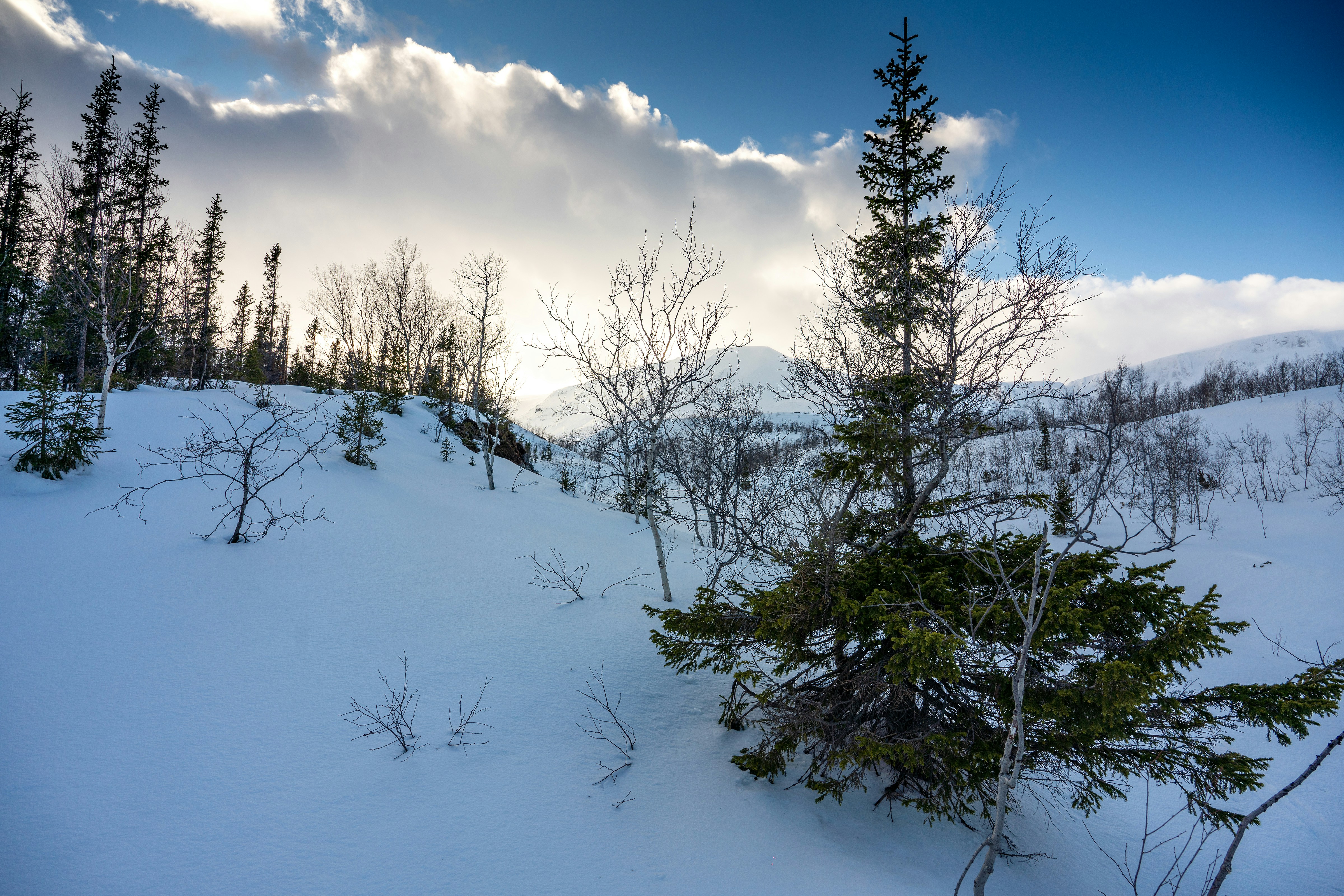 Snowy landscape with evergreen trees and mountains
