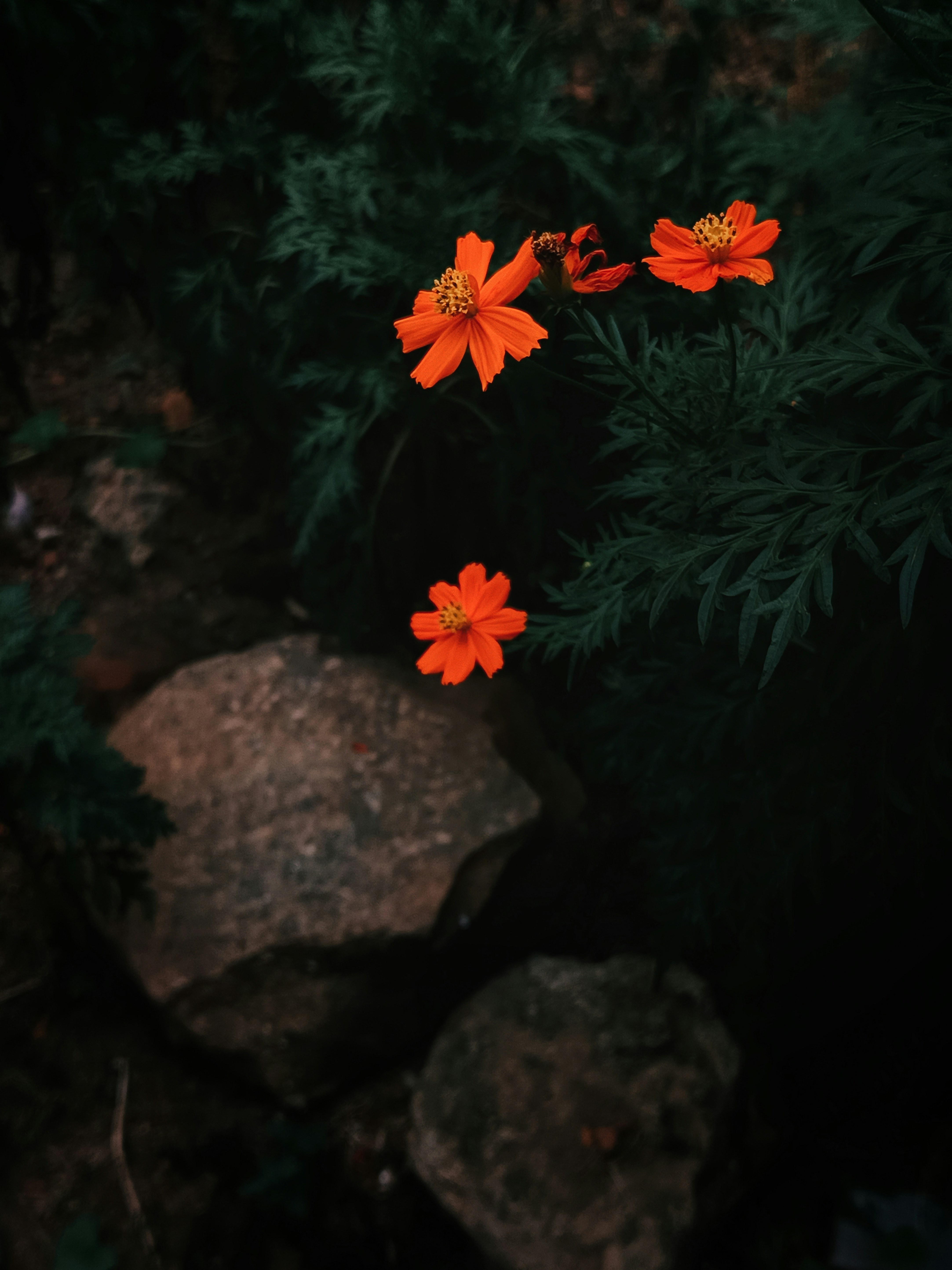 Three orange cosmos flowers bloom amidst dark foliage and rocks
