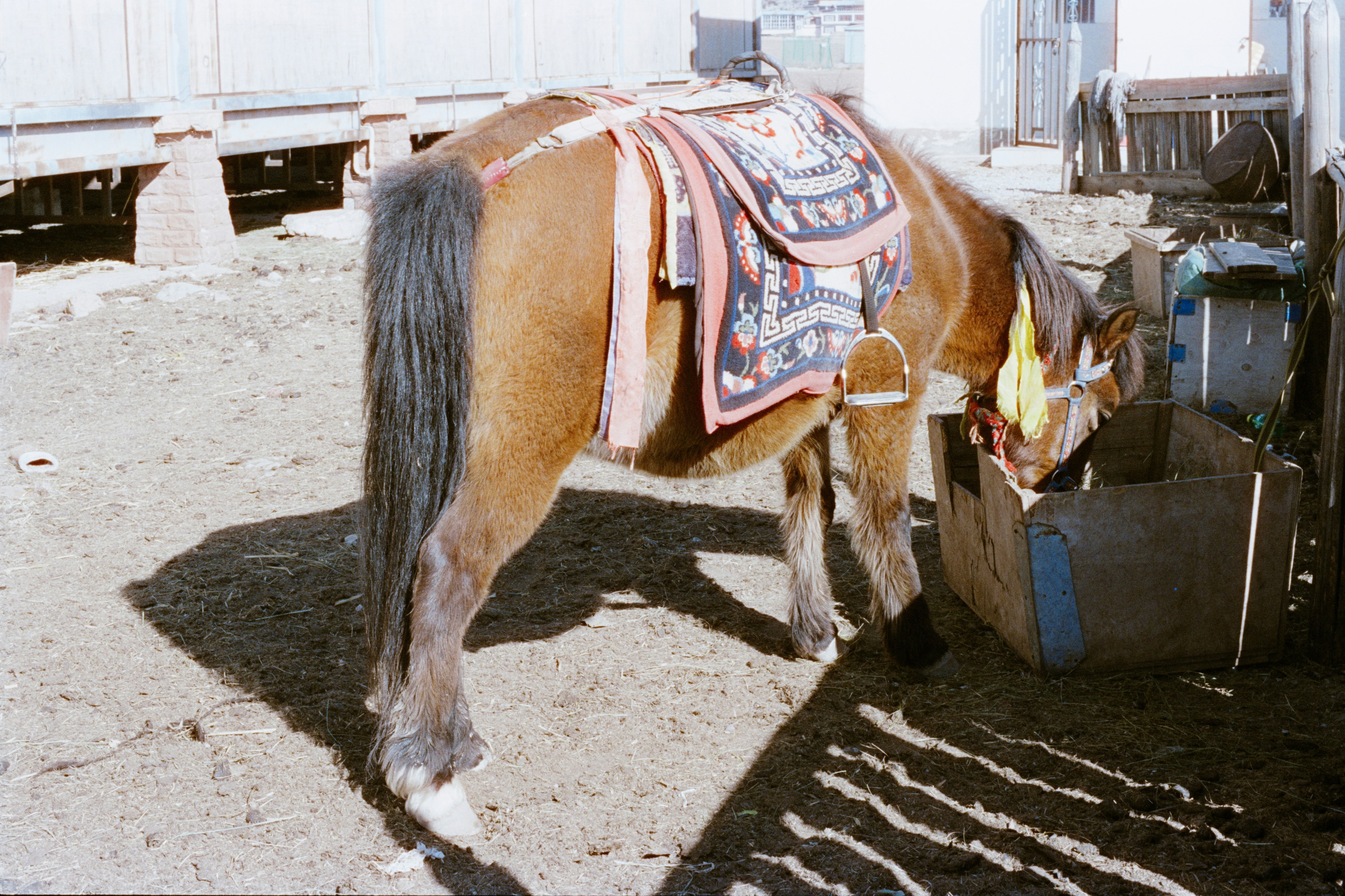 A brown horse with a saddle eats from a trough