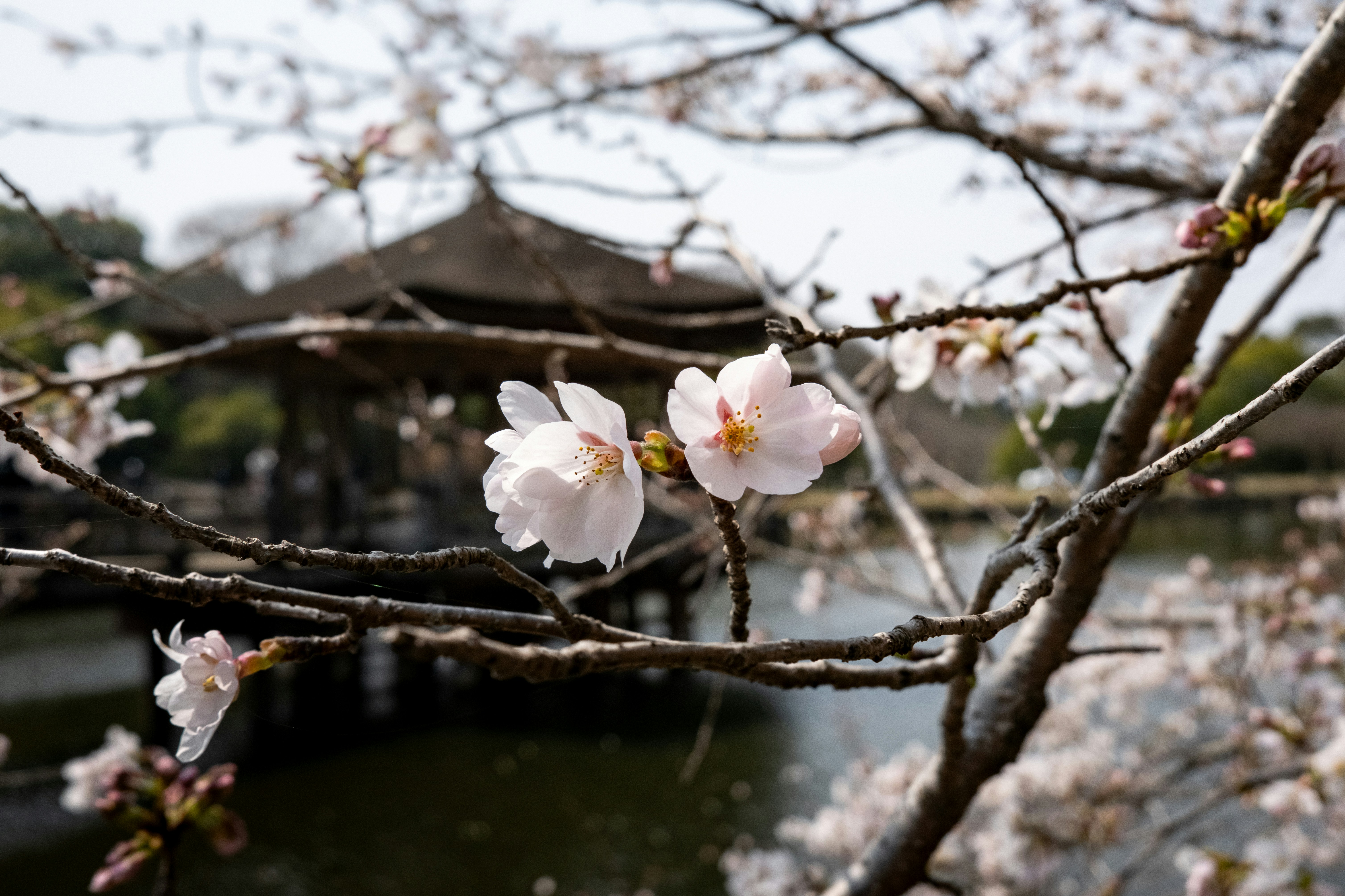Les cerisiers fleurissent devant un pavillon japonais.