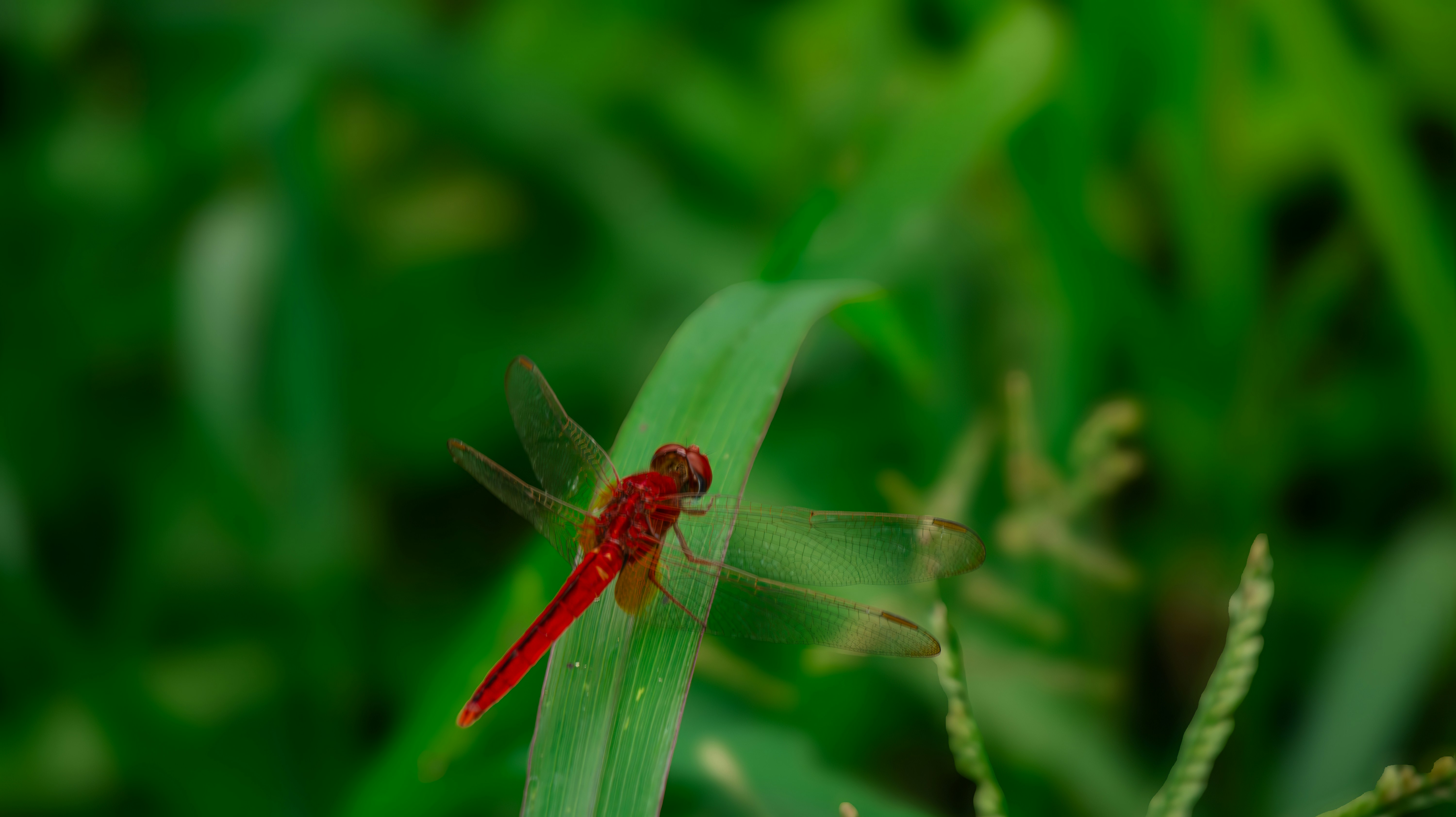 A red dragonfly rests on a green leaf.