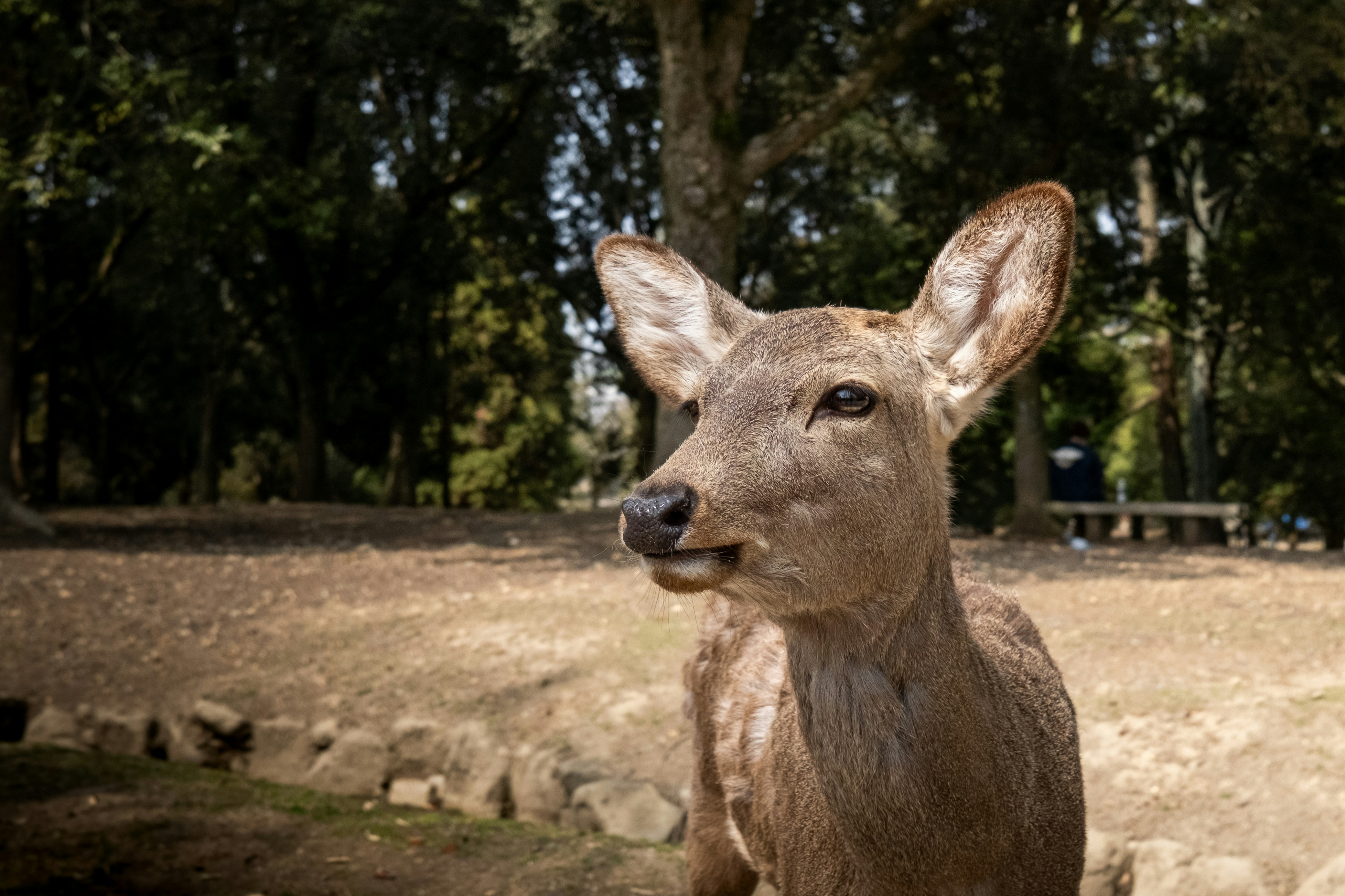 Un jeune cerf se tient dans un parc baigné de soleil.