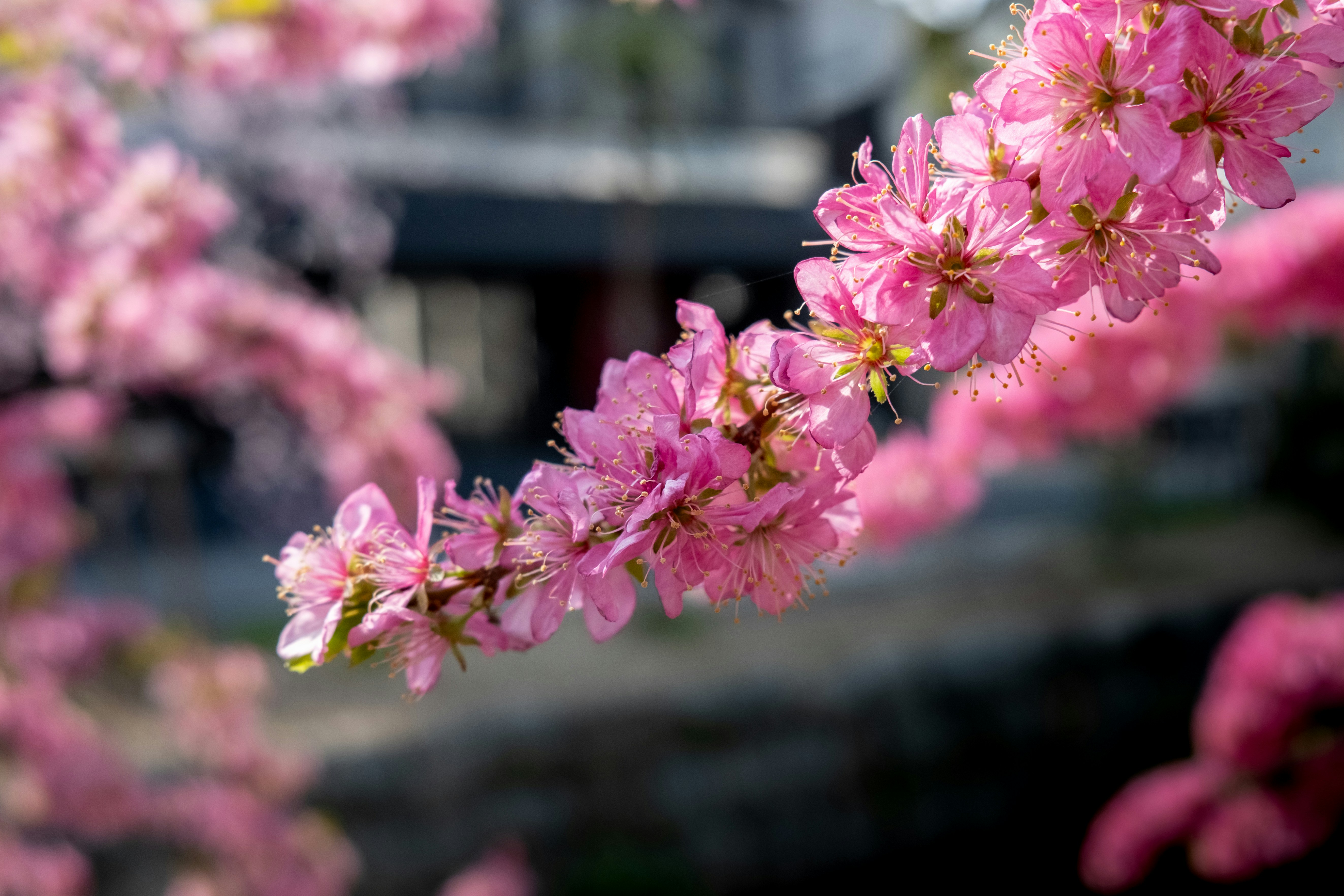 Des fleurs roses délicates sur une branche en flou