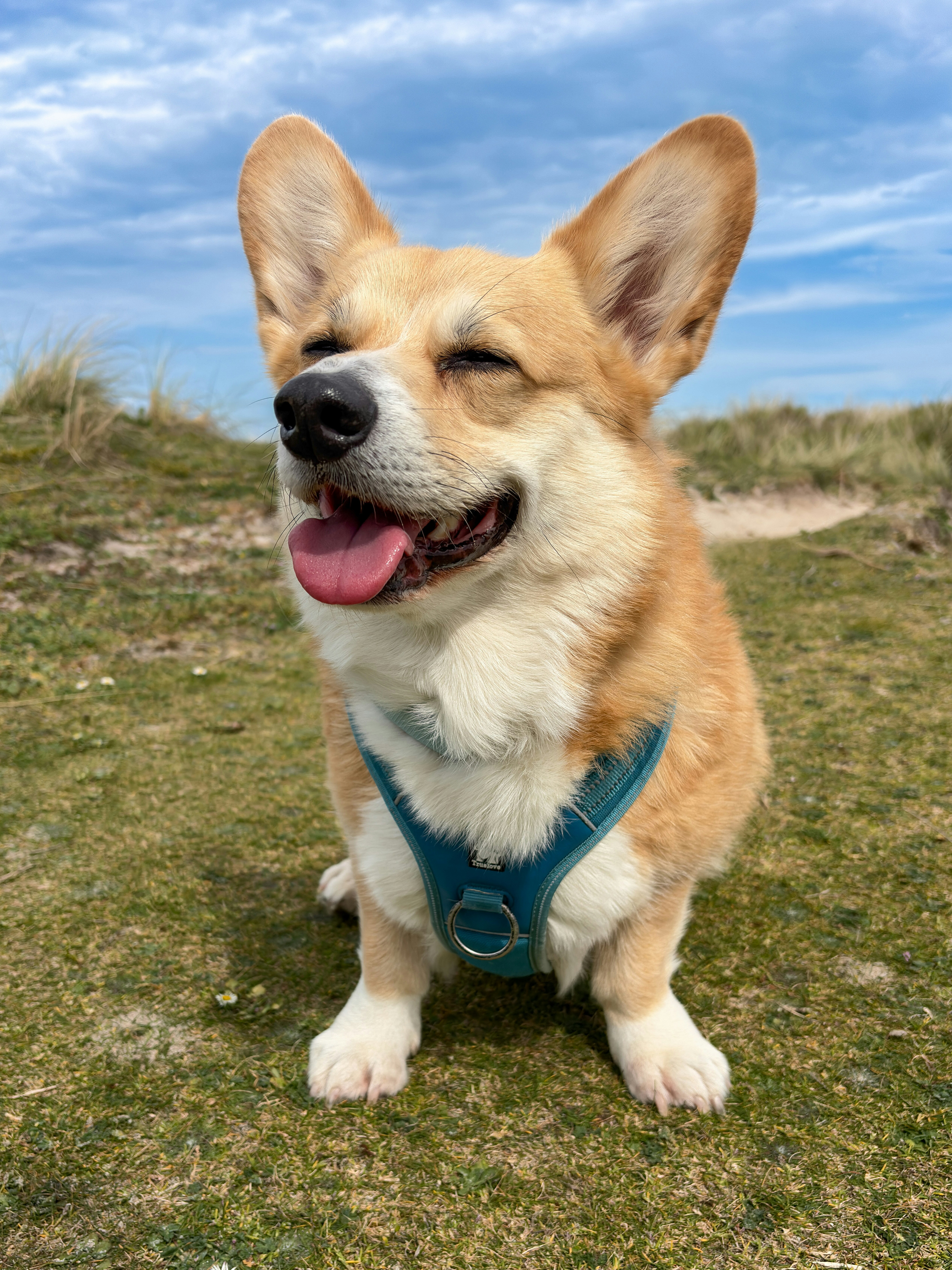 A happy corgi sits outdoors on a grassy hill