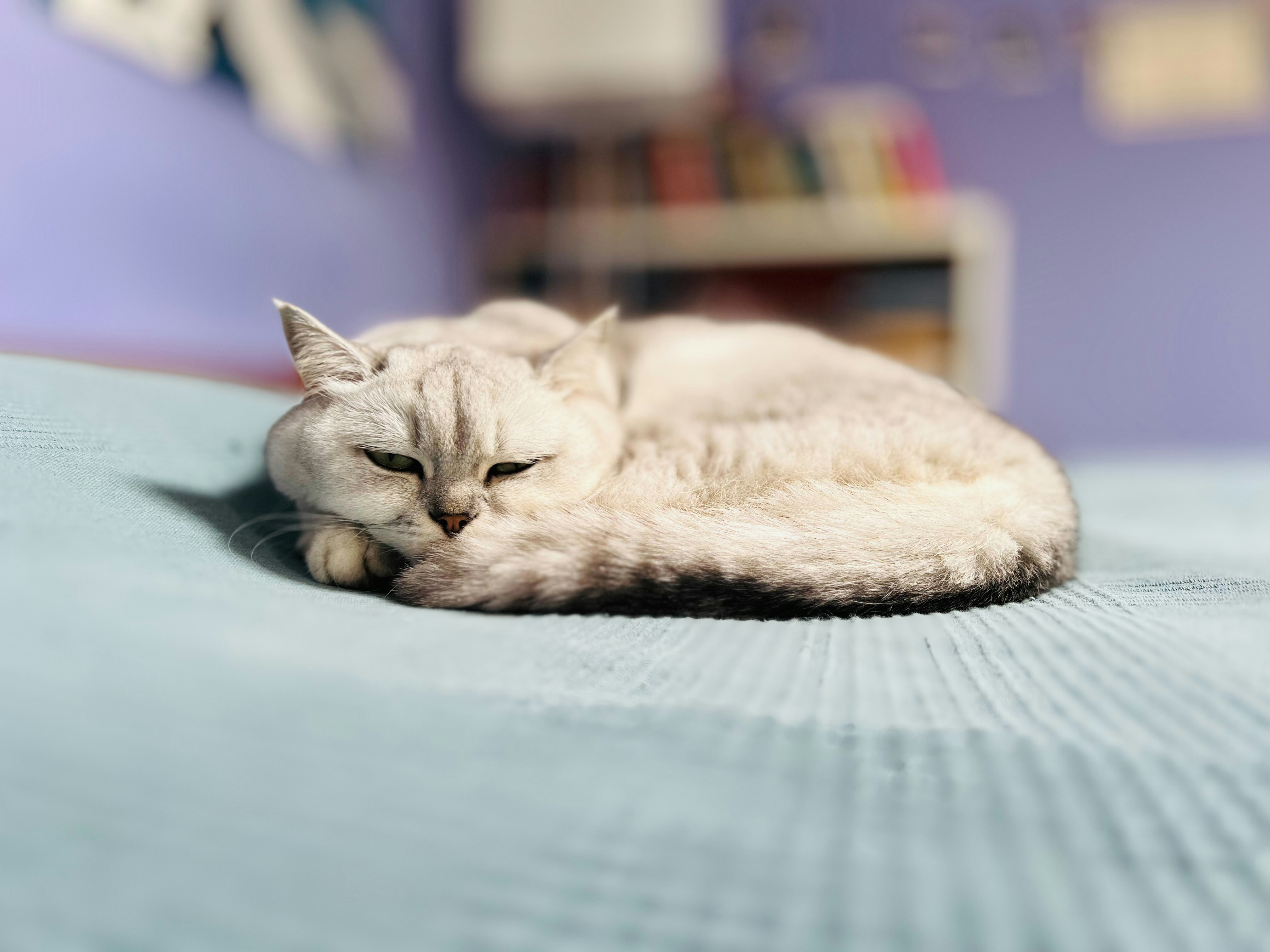 Best Mattress Toppers for a Better Night's Sleep (2025)