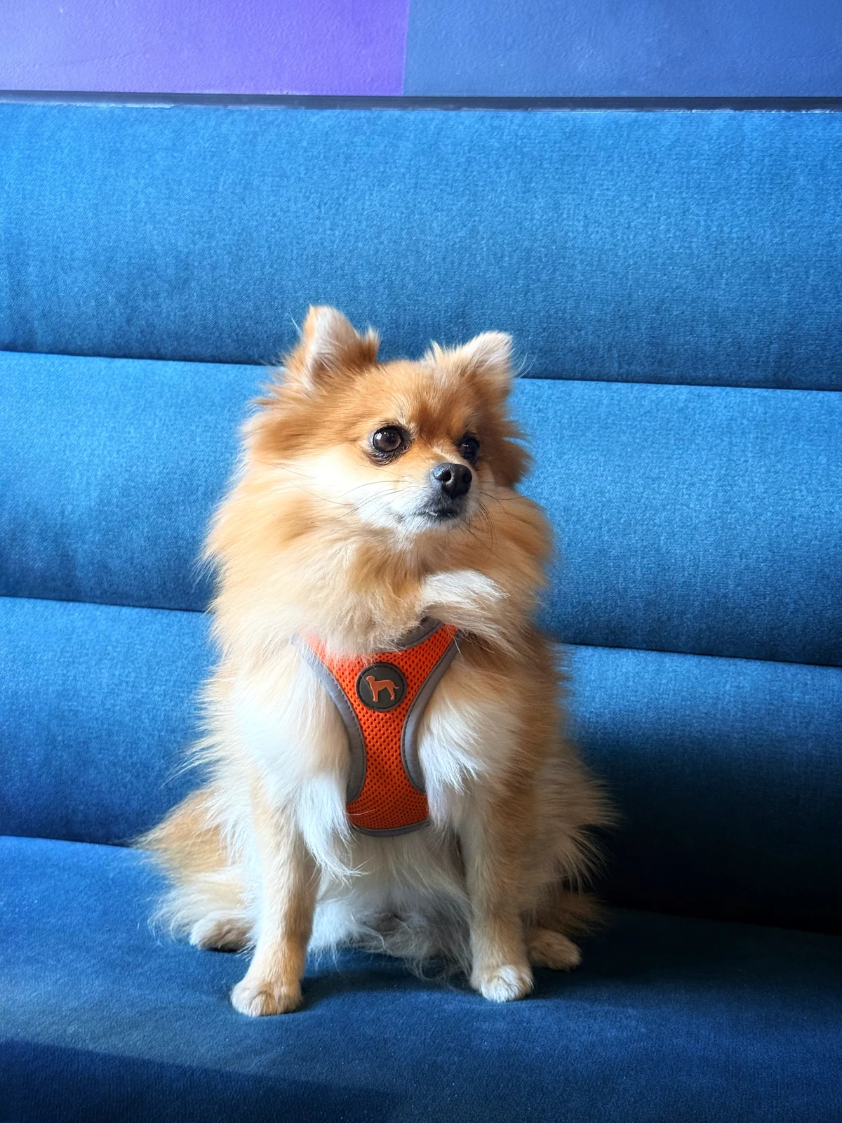 Small fluffy dog relaxing comfortably indoors