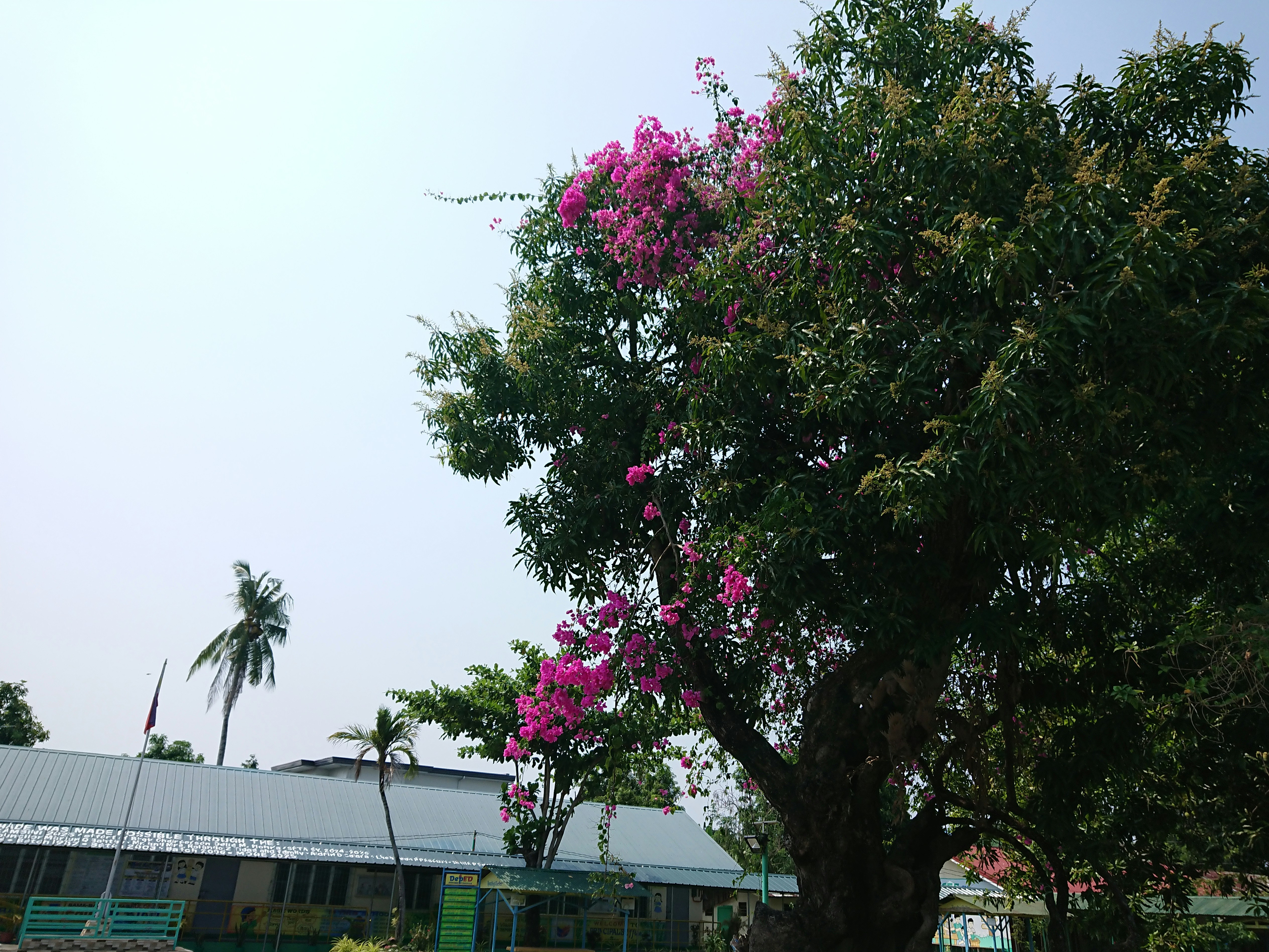A large tree with pink flowers against a clear sky.