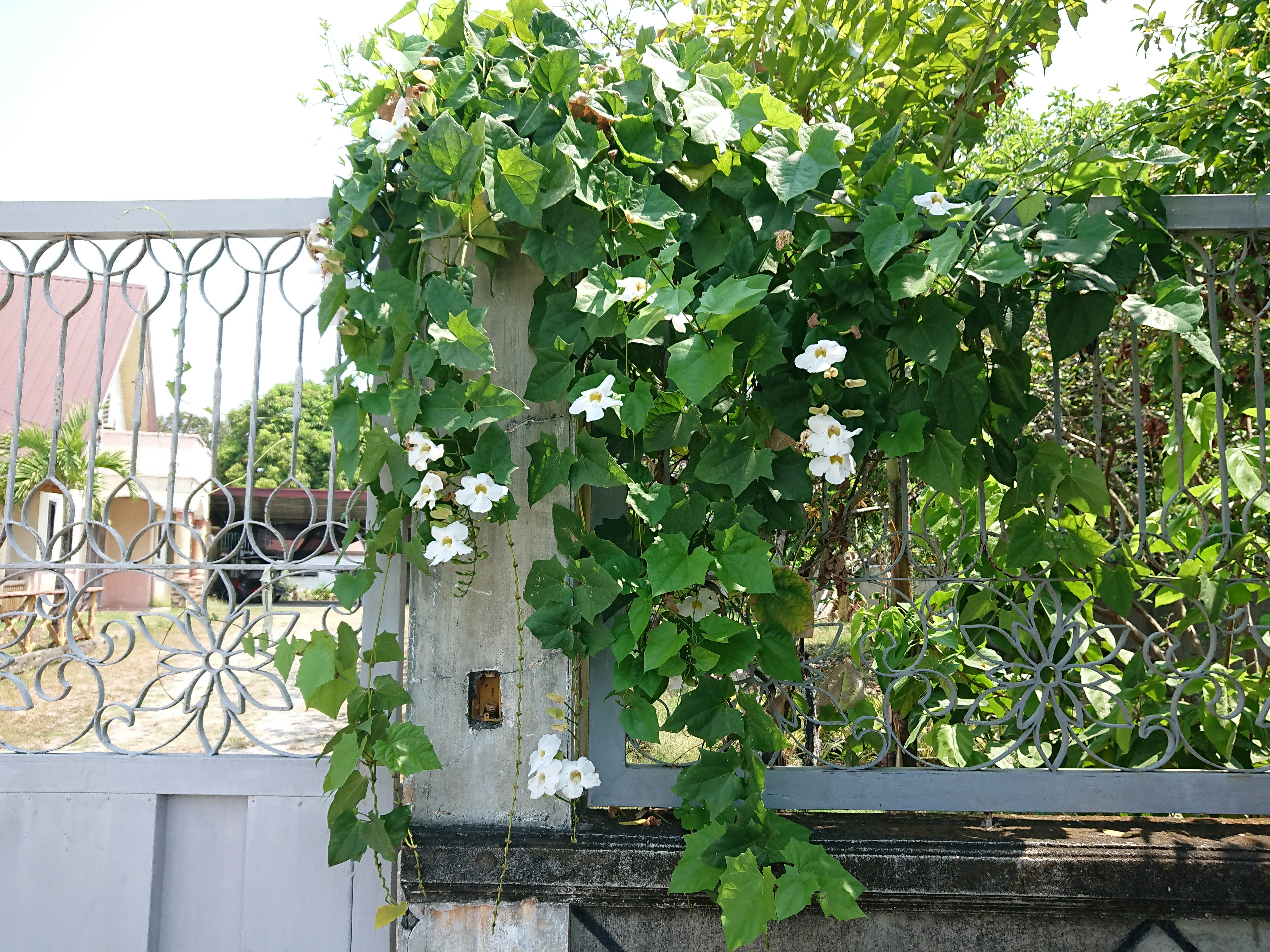 White flowers blooming on a vine climbing a post.
