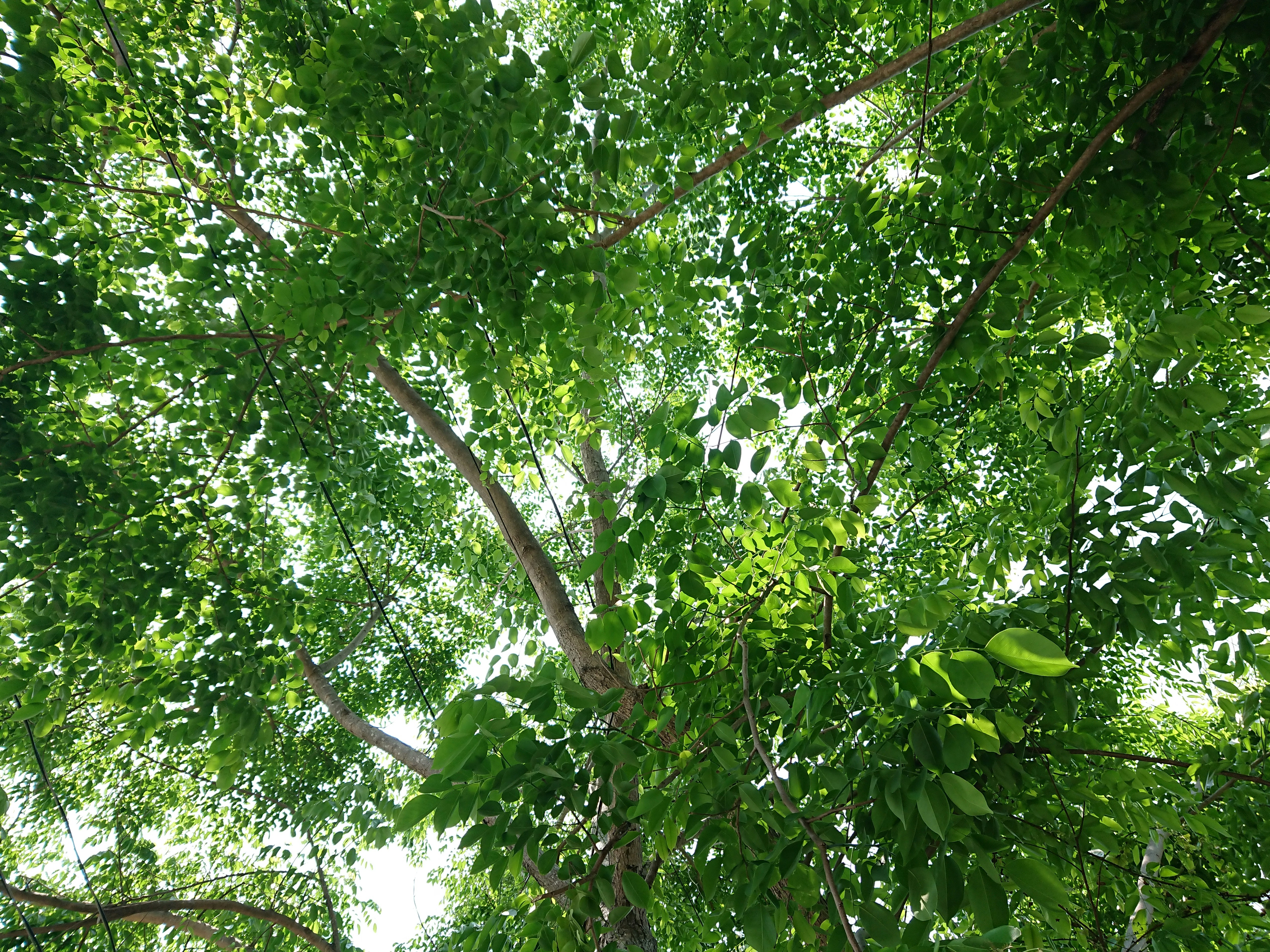 Looking up through green leaves and branches of a tree
