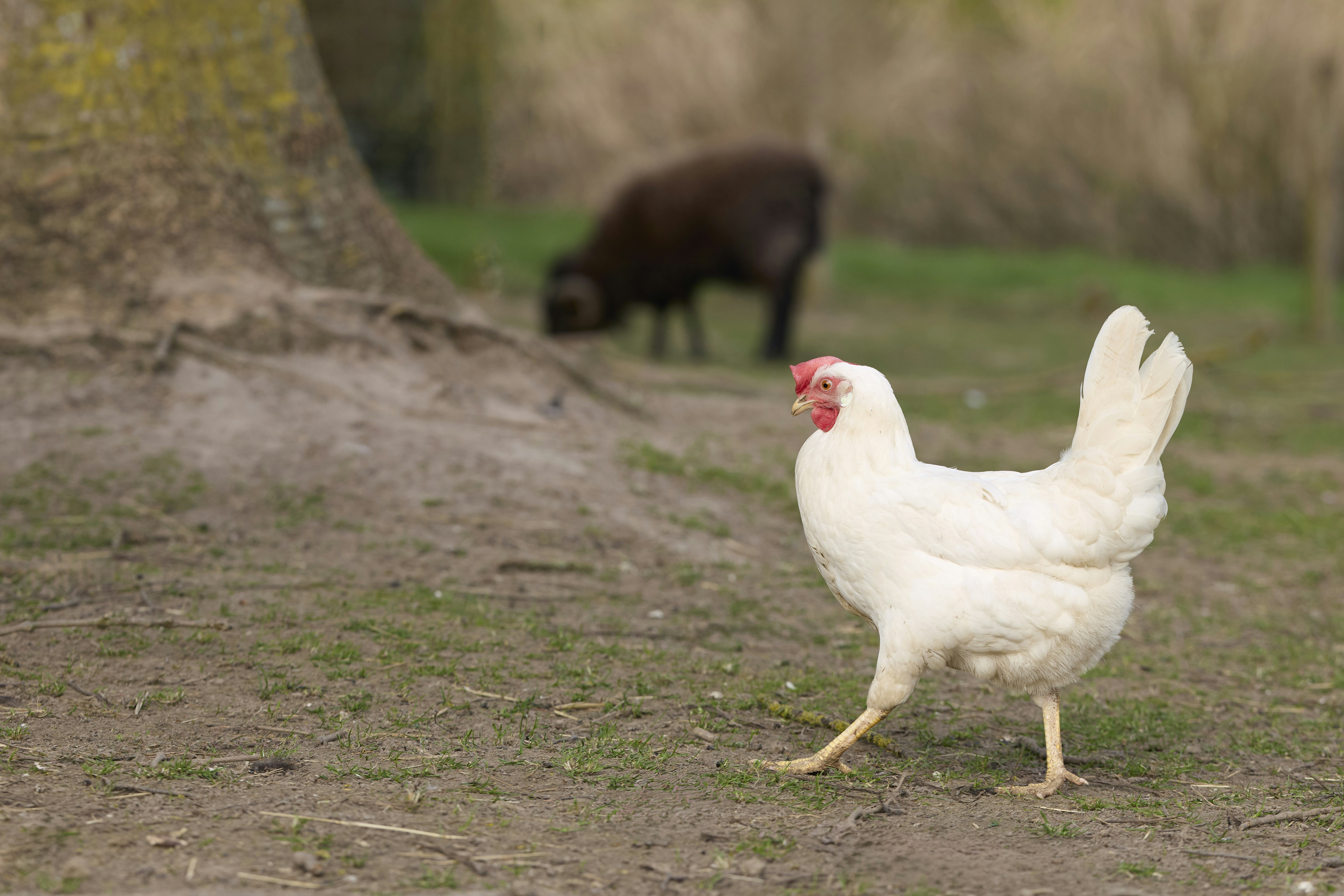 A white chicken walks past a brown sheep.