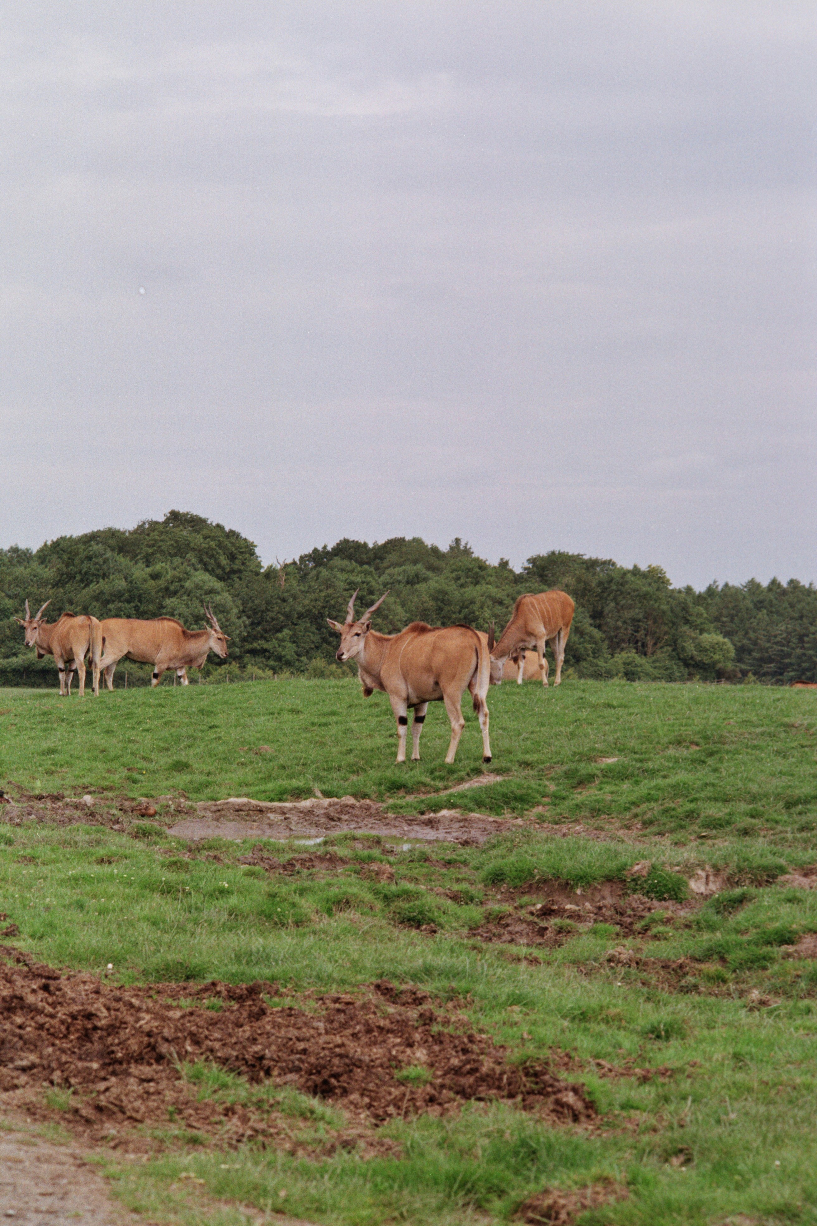 Several antelopes stand on a grassy hill.