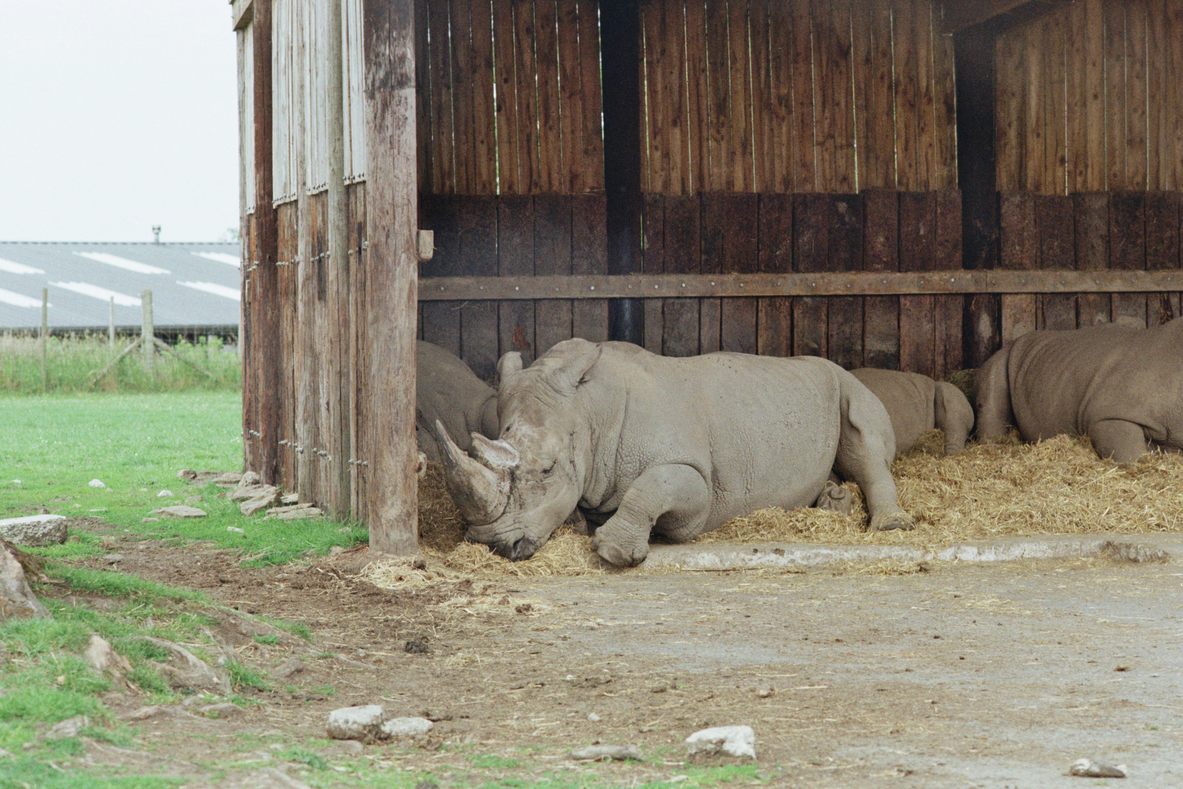 Rhinos resting in a wooden shelter with straw bedding