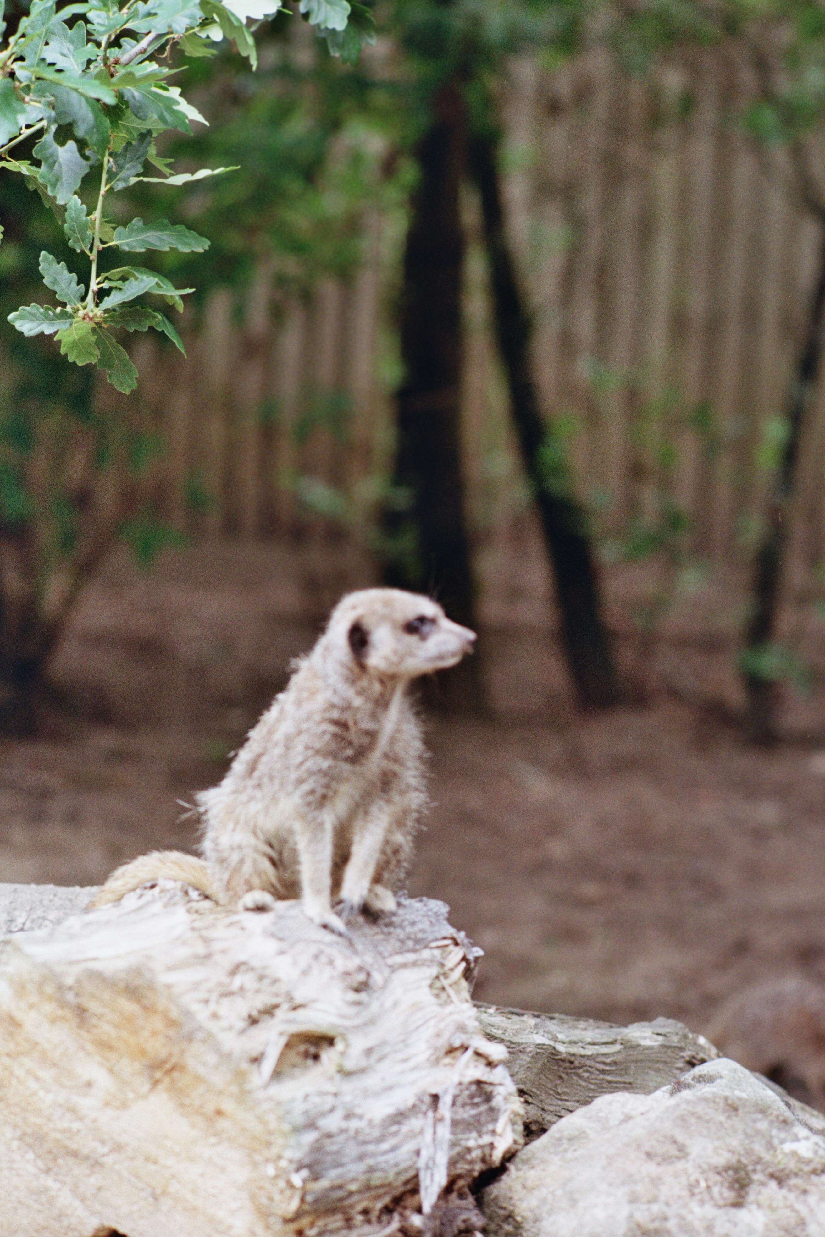 A meerkat sits on a log in an outdoor enclosure.