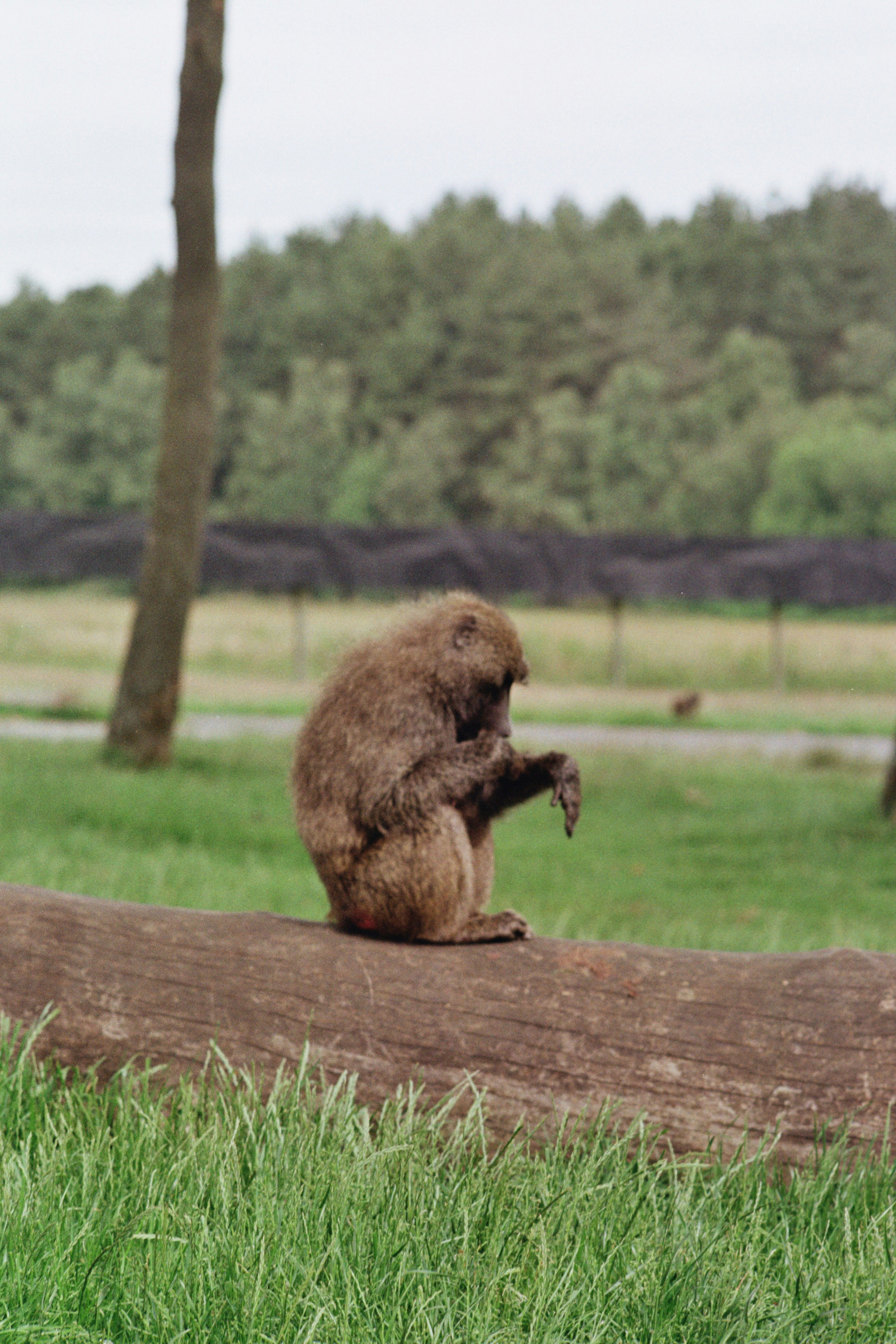 Un singe est assis sur une bûche dans un champ herbeux.