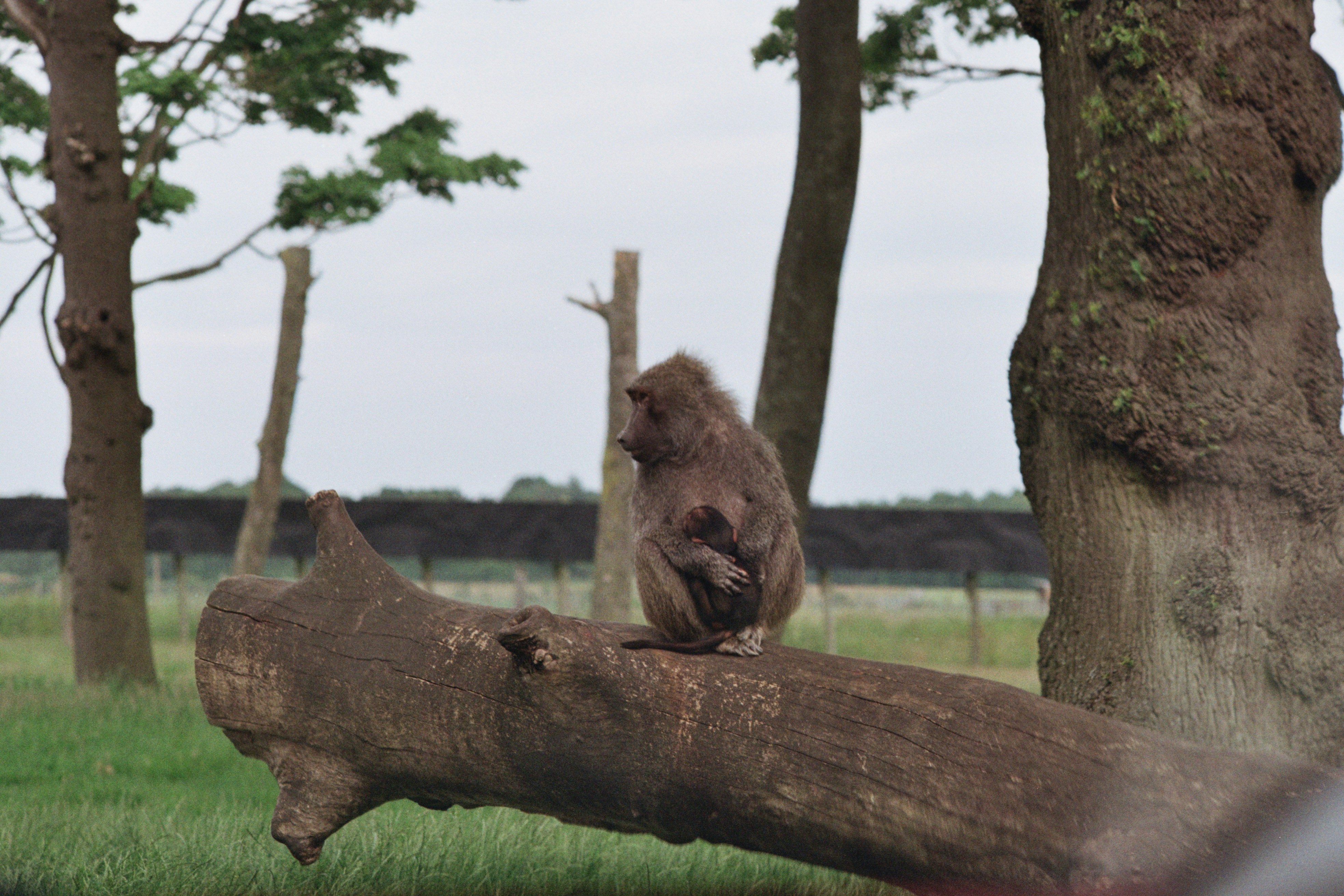 A baboon sits on a fallen tree branch.
