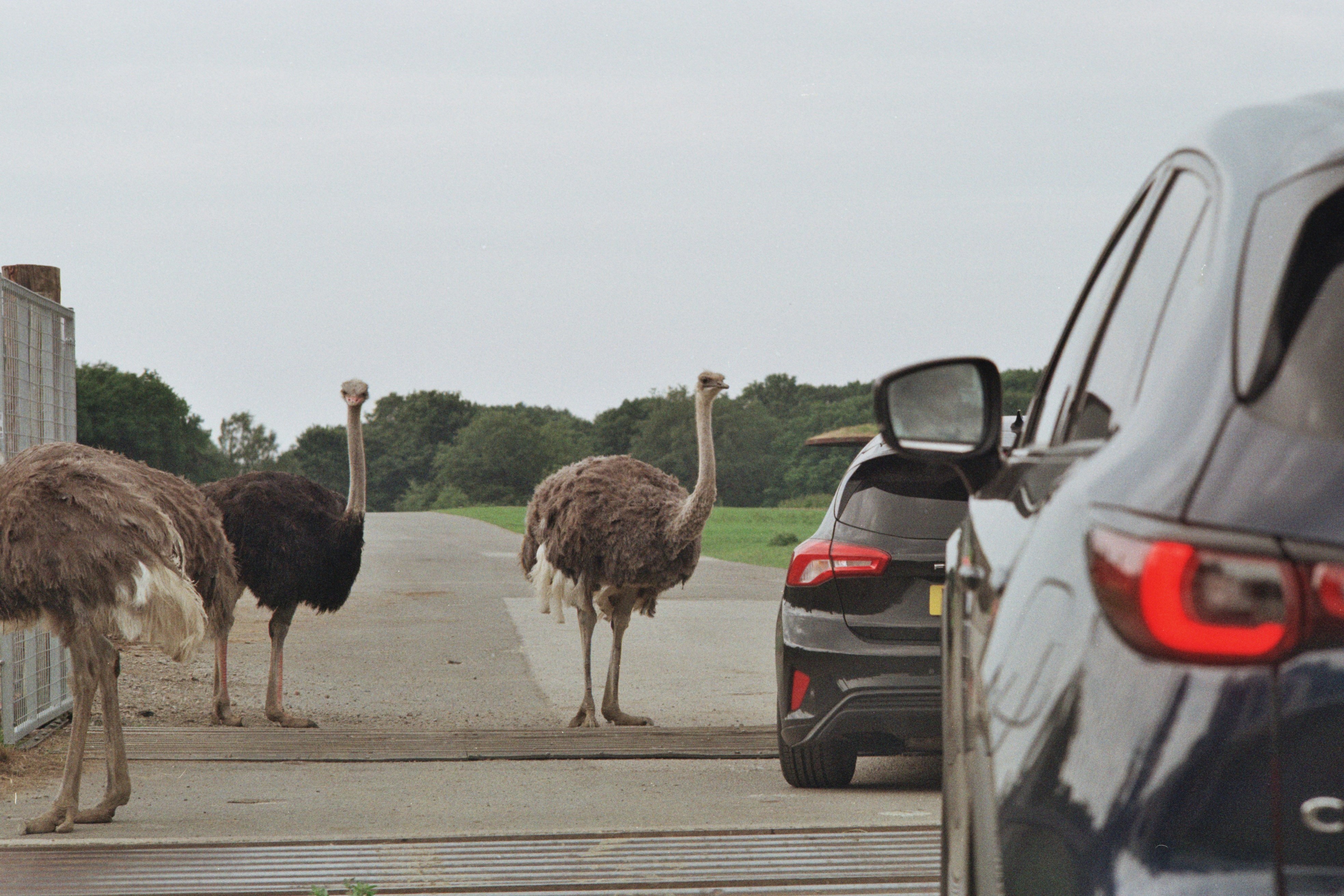 Ostriches stand on a road near a car