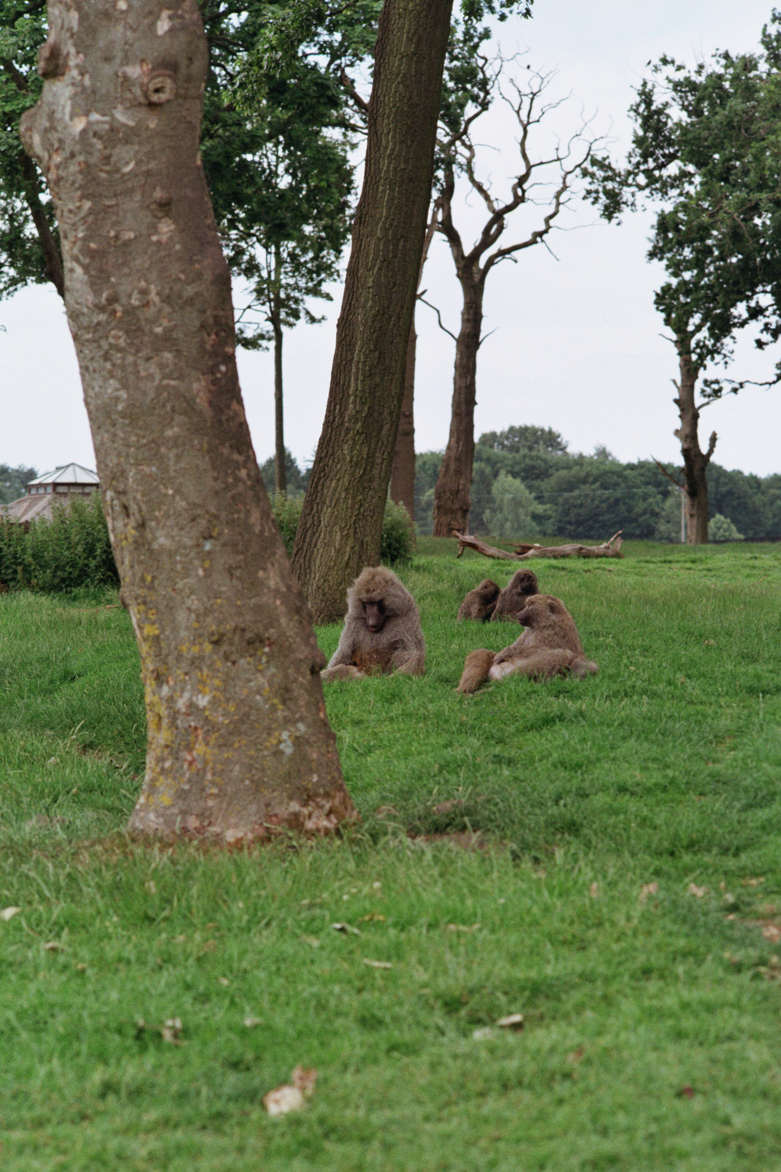 Several baboons resting on grassy field under trees