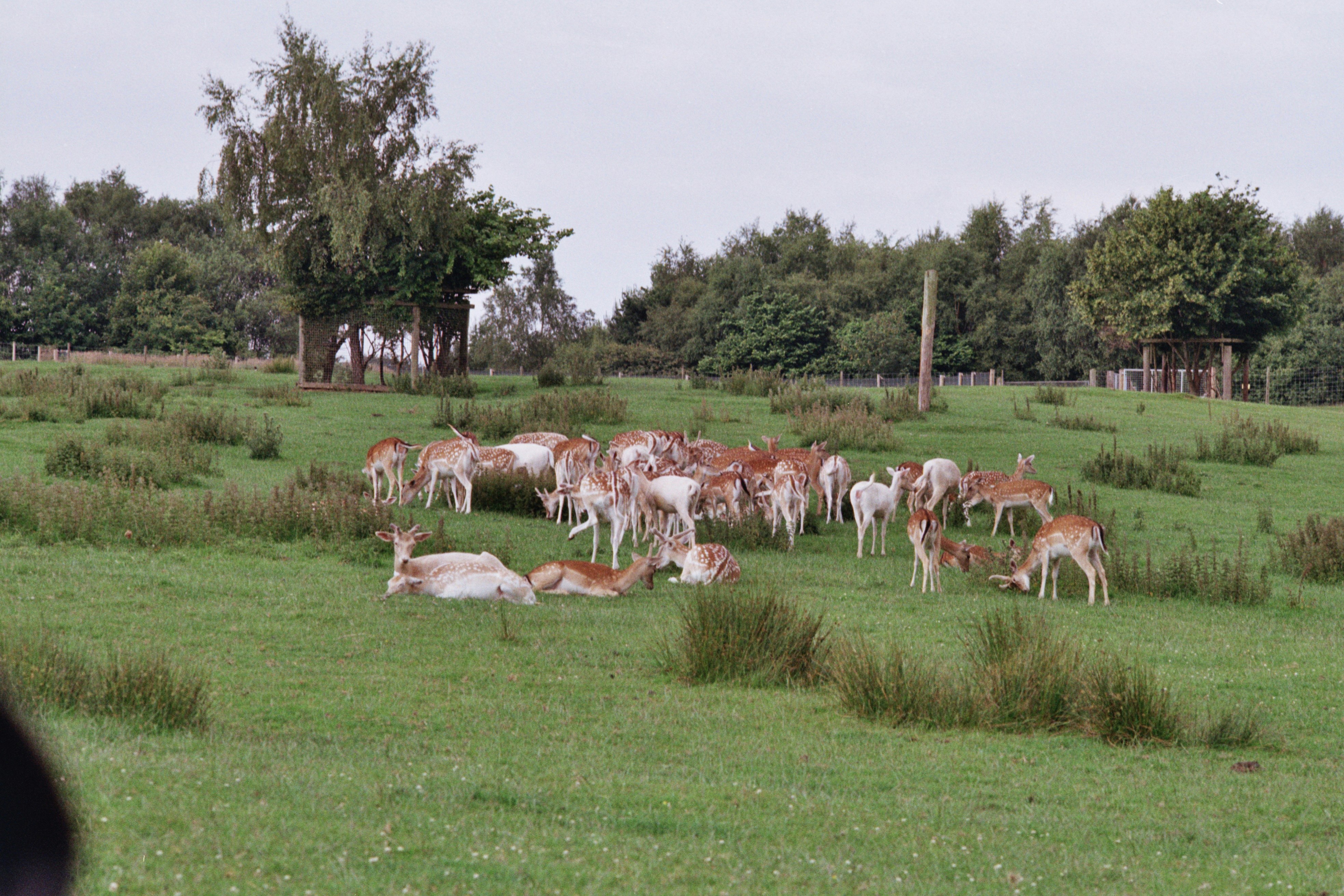 A herd of deer grazing in a grassy field.