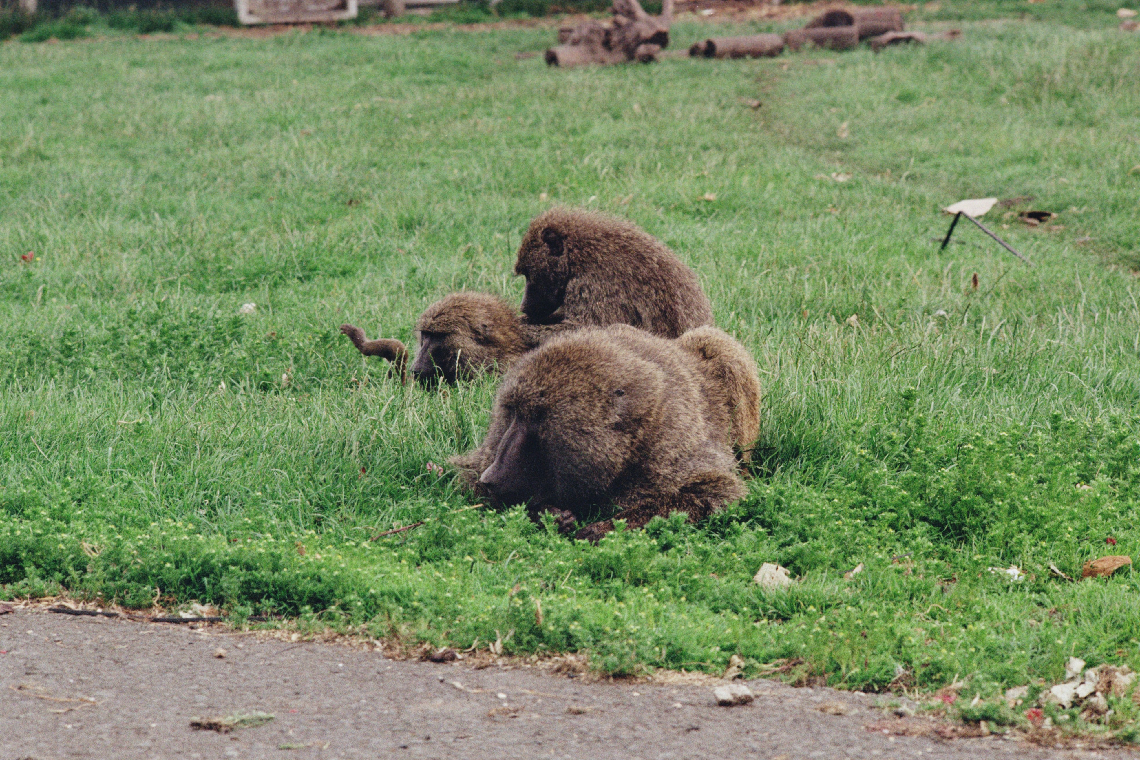 Three baboons resting on grassy ground