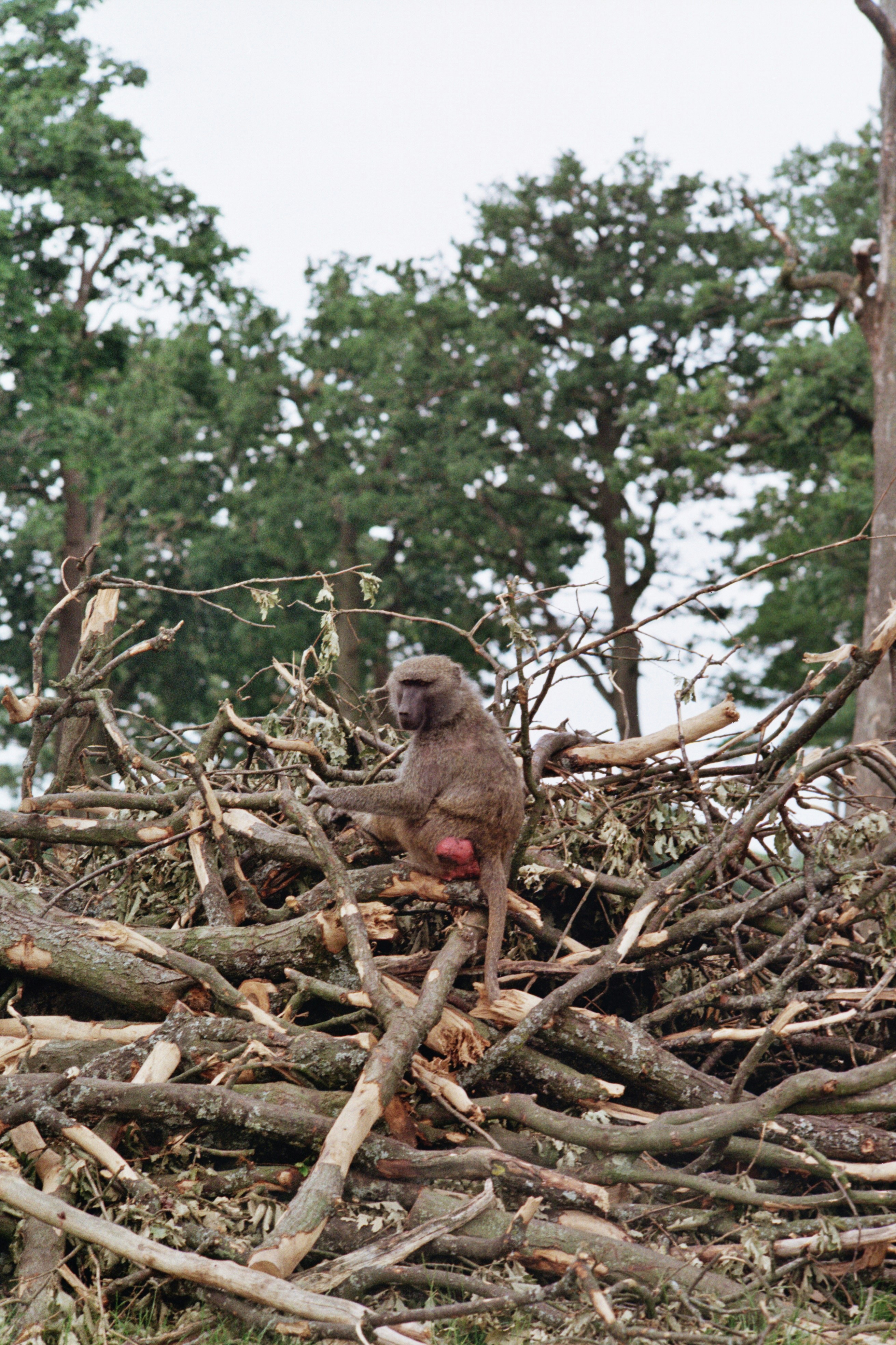A baboon sits on a pile of fallen branches.