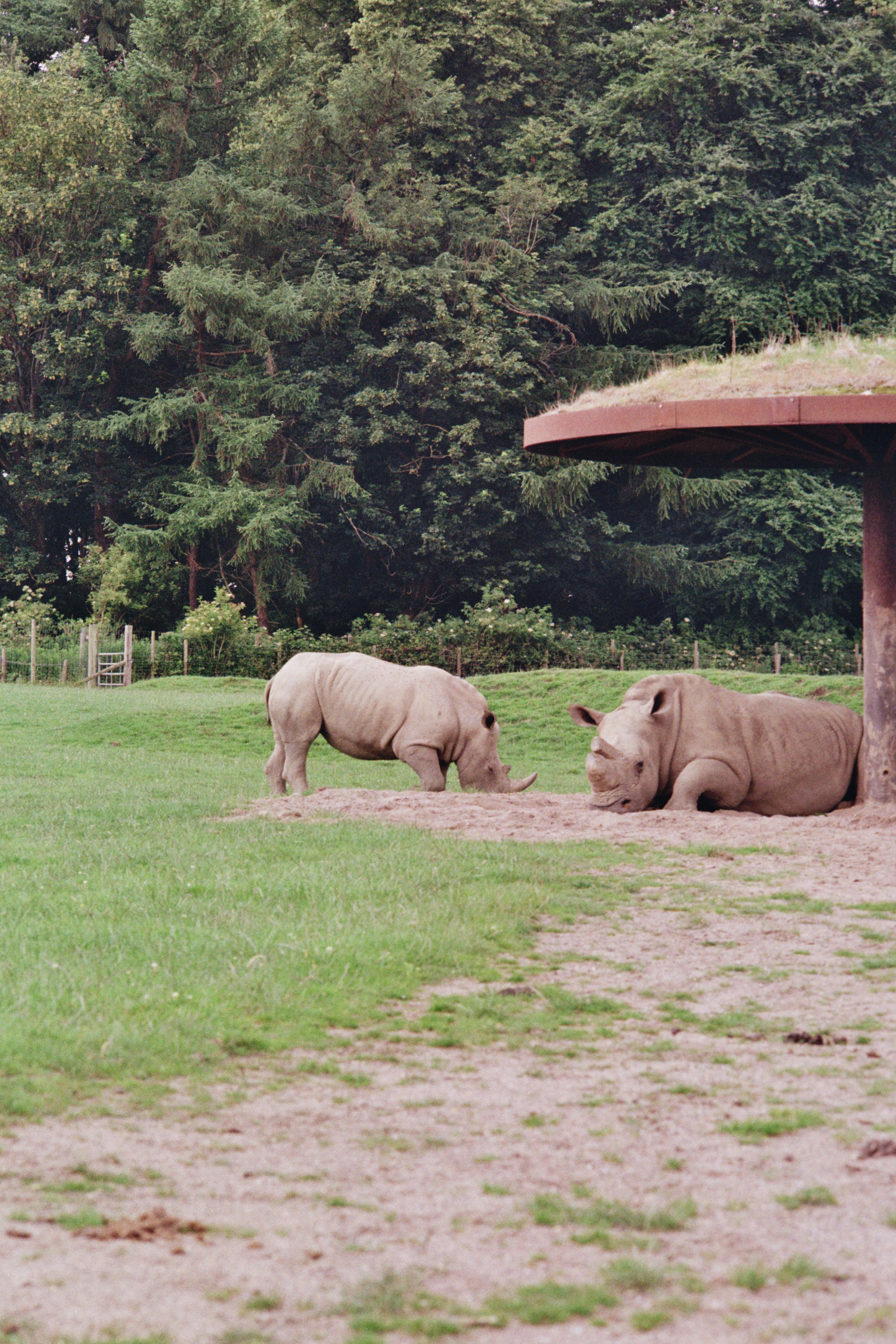 Two rhinoceroses resting in a grassy enclosure