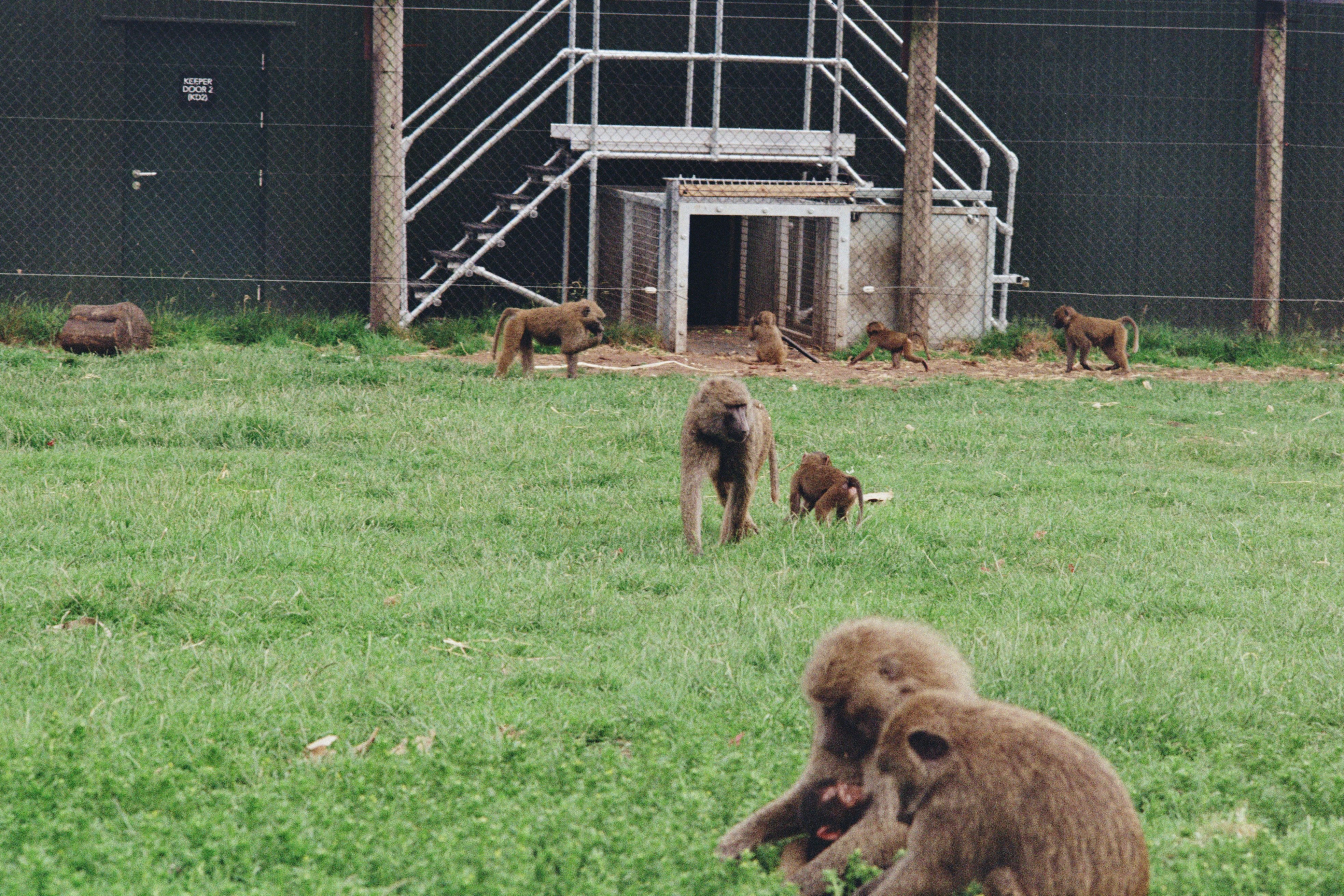 A troop of baboons in a grassy enclosure with structure