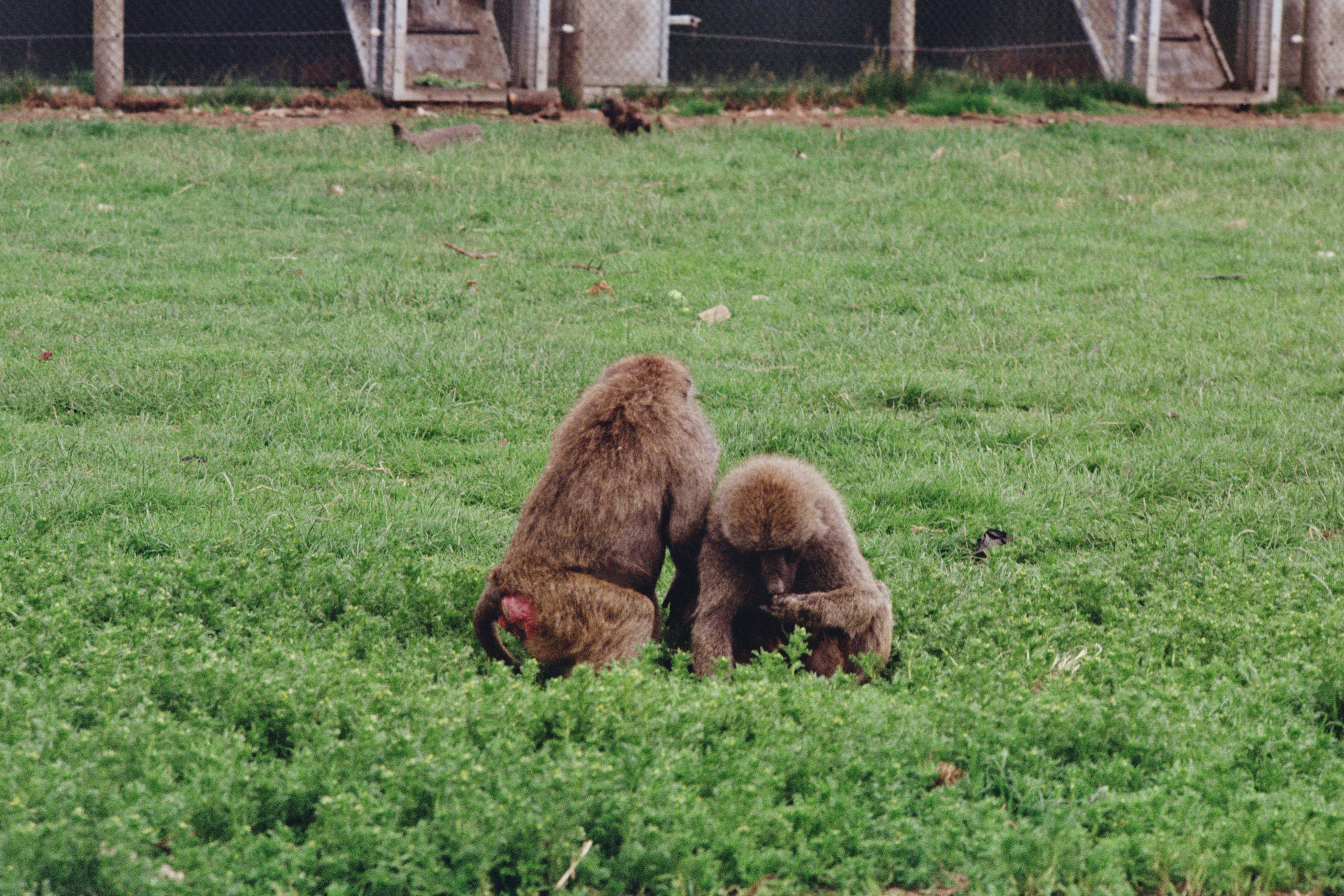 Two monkeys sitting on green grass in enclosure